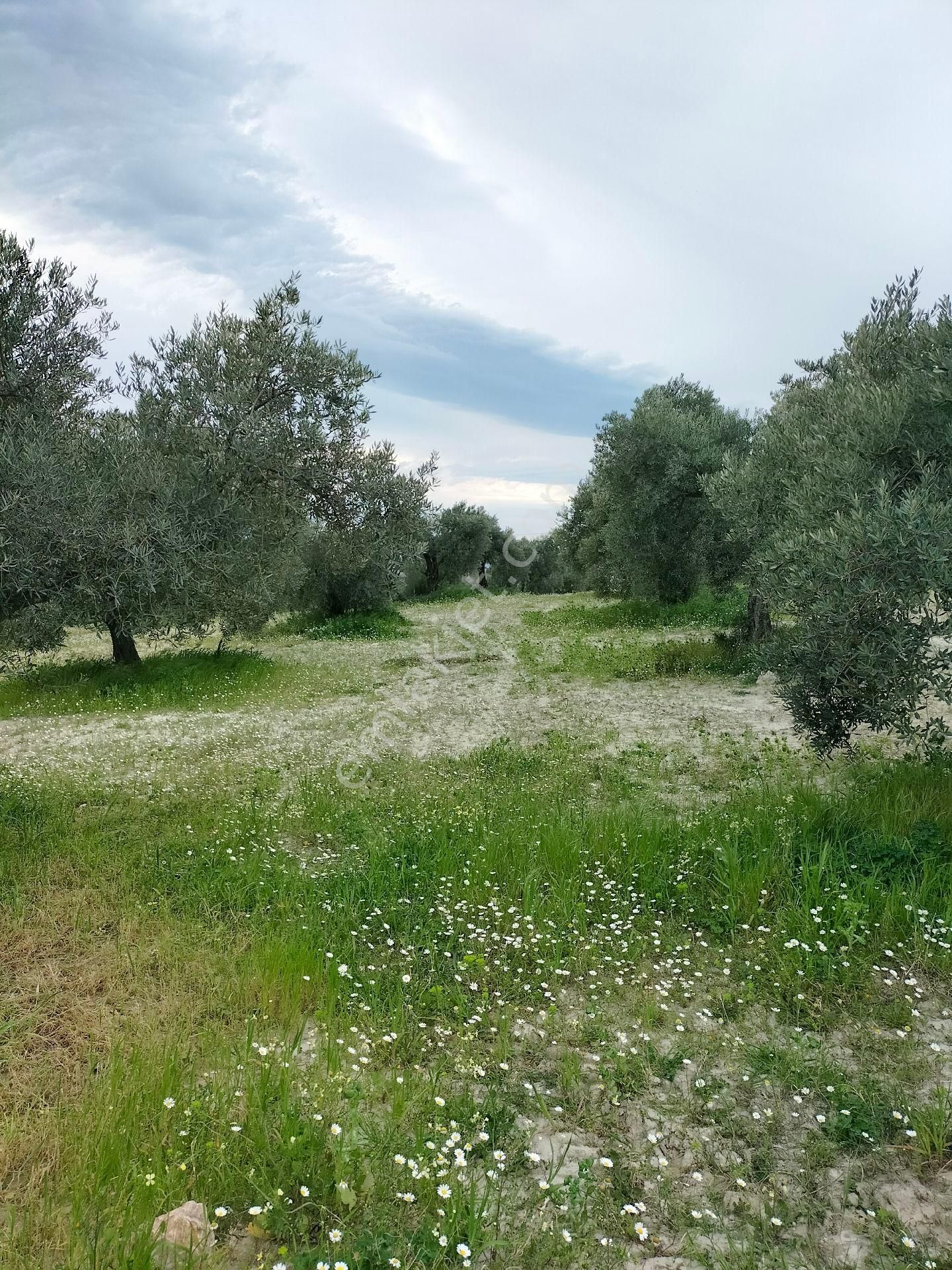 Kuşadası Karaovada Full Deniz Manzaralı İmara Yakın 10.000 M2 Yatırımlık Zeytinlik. - Görsel 28