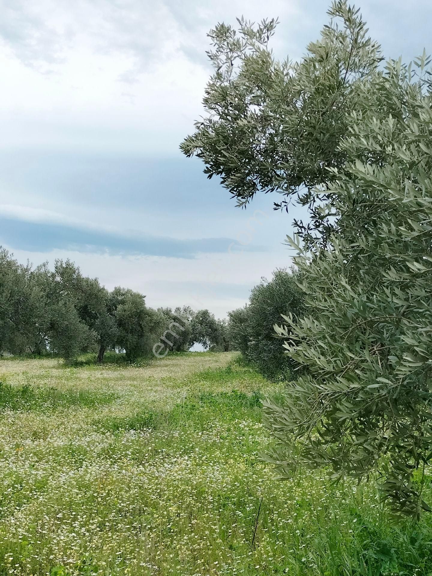 Kuşadası Karaovada Full Deniz Manzaralı İmara Yakın 10.000 M2 Yatırımlık Zeytinlik. - Görsel 15