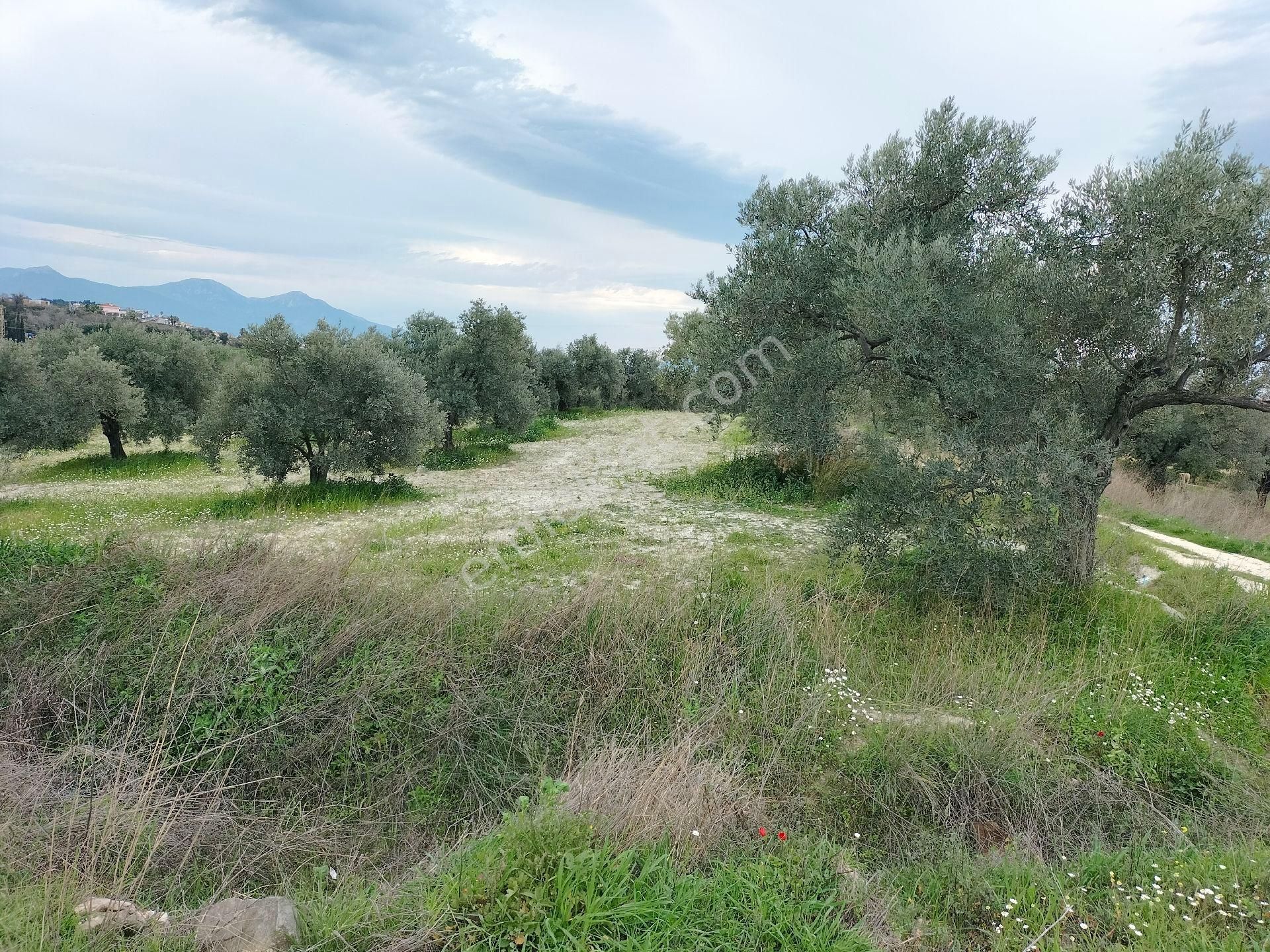 Kuşadası Karaova Satılık Zeytinlik KUŞADASI KARAOVADA FULL DENİZ MANZARALI  İMARA YAKIN 10.000 M2  YATIRIMLIK ZEYTİNLİK.