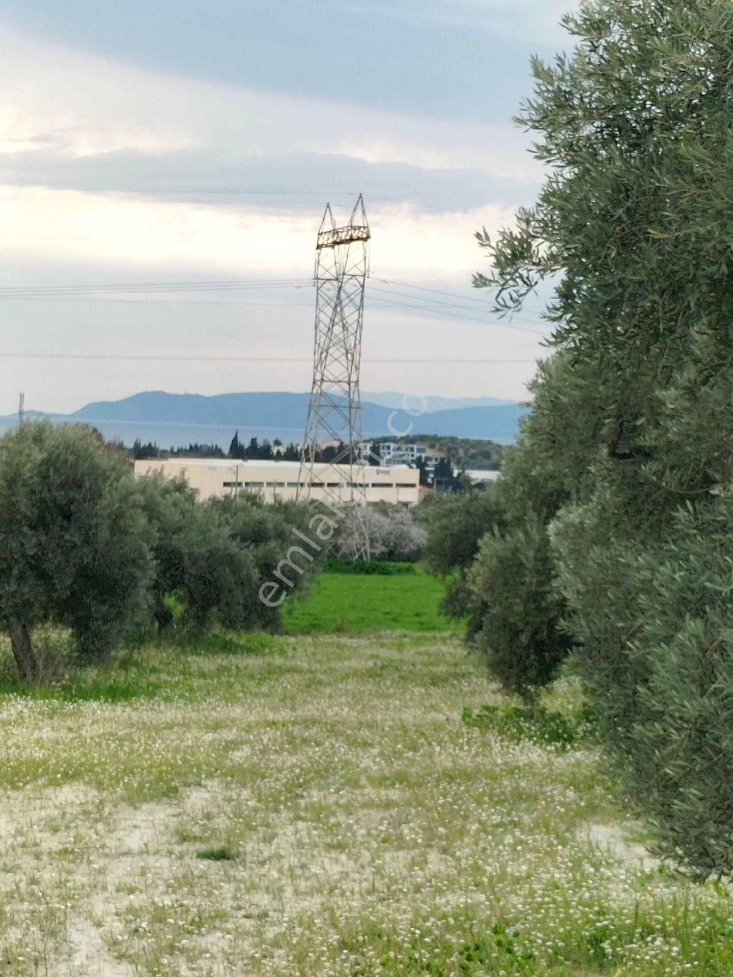 Kuşadası Karaovada Full Deniz Manzaralı İmara Yakın 10.000 M2 Yatırımlık Zeytinlik. - Görsel 13