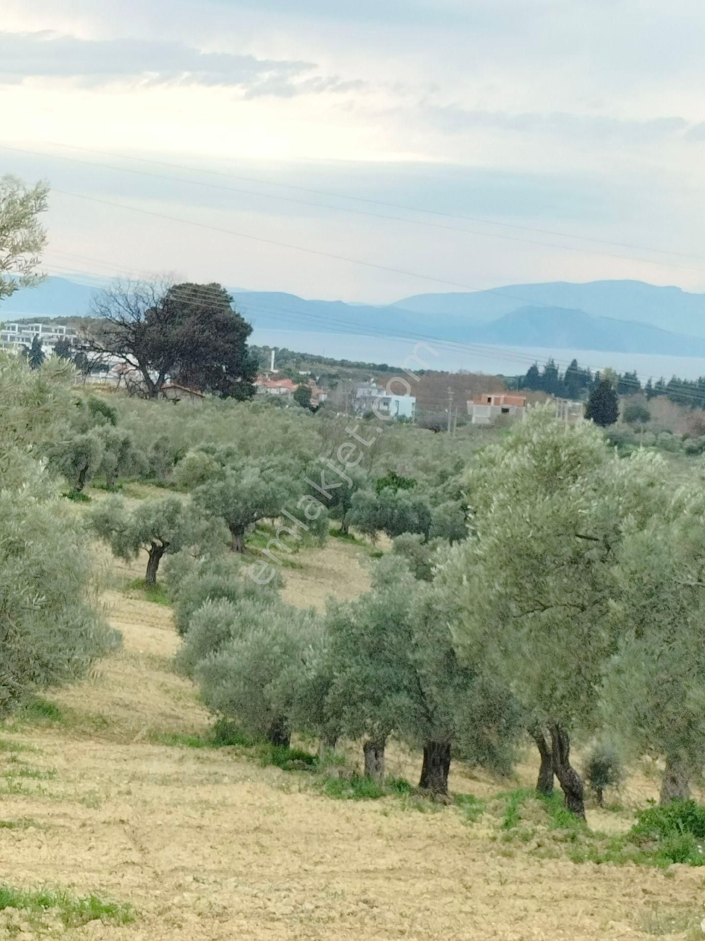 Kuşadası Karaovada Full Deniz Manzaralı İmara Yakın 10.000 M2 Yatırımlık Zeytinlik. - Görsel 26