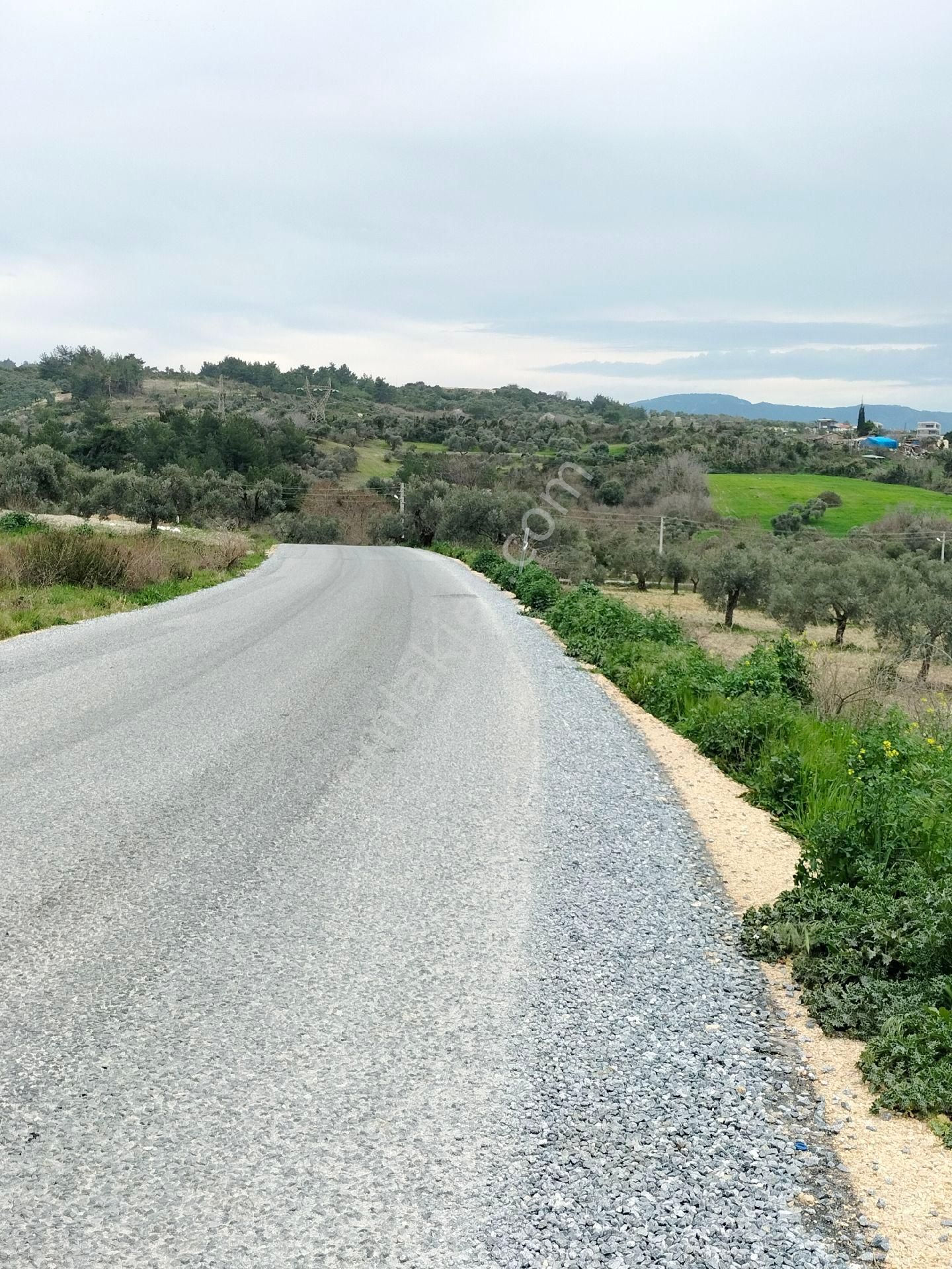 Kuşadası Karaovada Full Deniz Manzaralı İmara Yakın 10.000 M2 Yatırımlık Zeytinlik. - Görsel 17