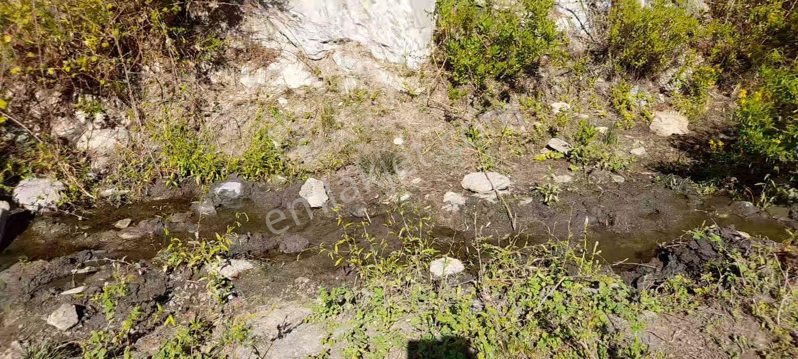 Meydan Gayrimenkul'den Muğla Milas Çamlıyurt'da 4.412 M2 Zeytinlik! - Görsel 15