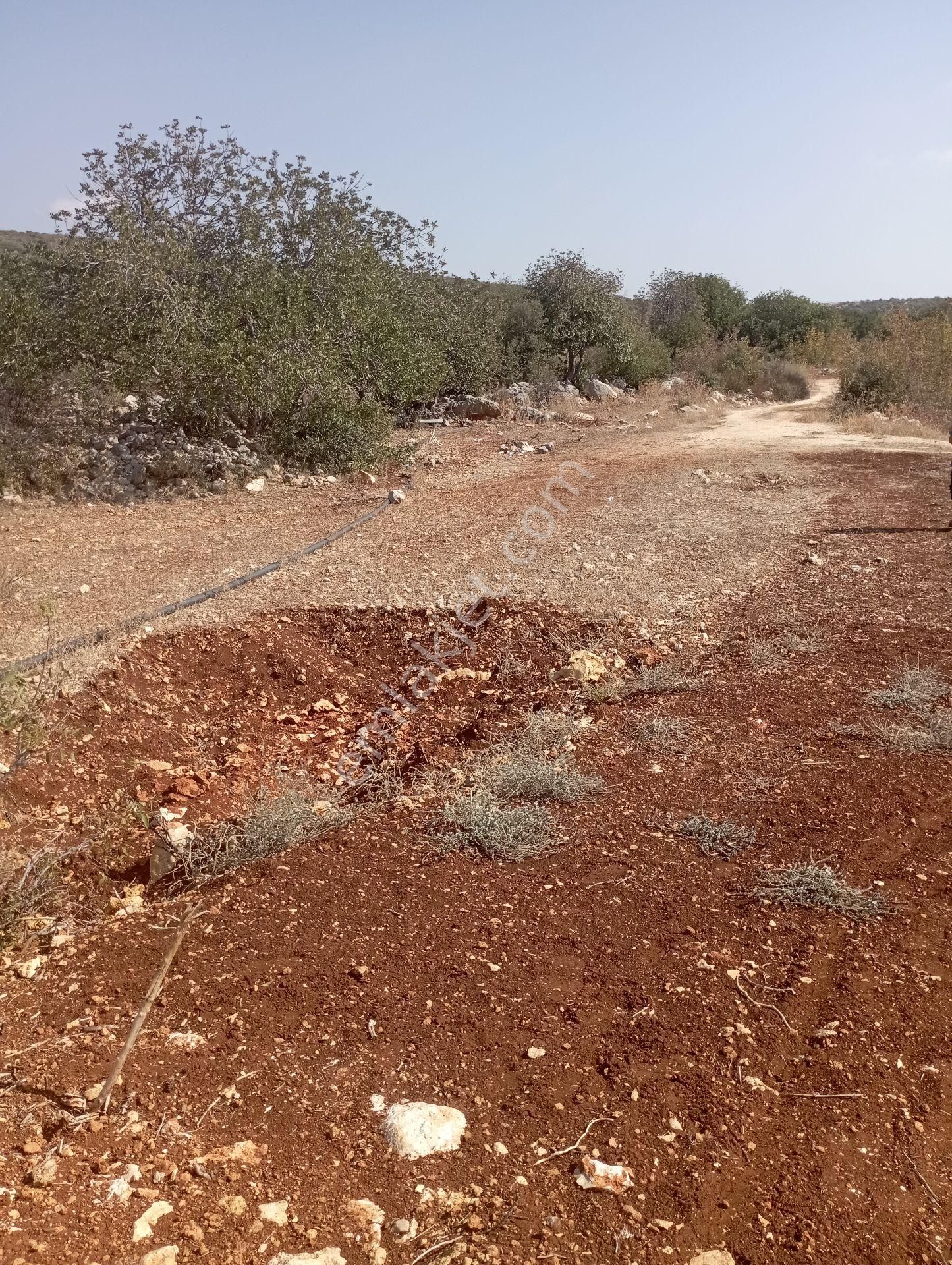 Ayaş Da 1500 M2 Ev Ve Bahçelik Toprak İmarlı Tarla Erdemli - Görsel 19