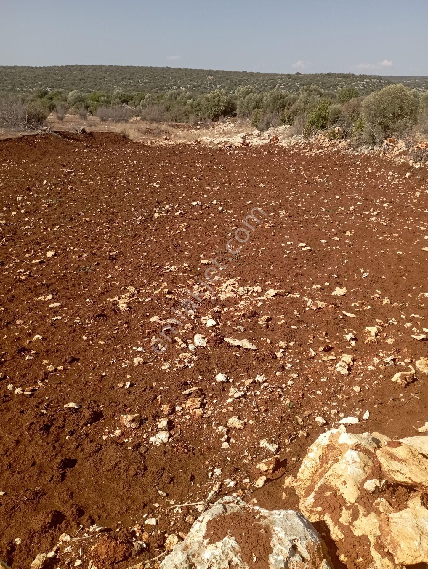 Ayaş Da 1500 M2 Ev Ve Bahçelik Toprak İmarlı Tarla Erdemli - Görsel 16