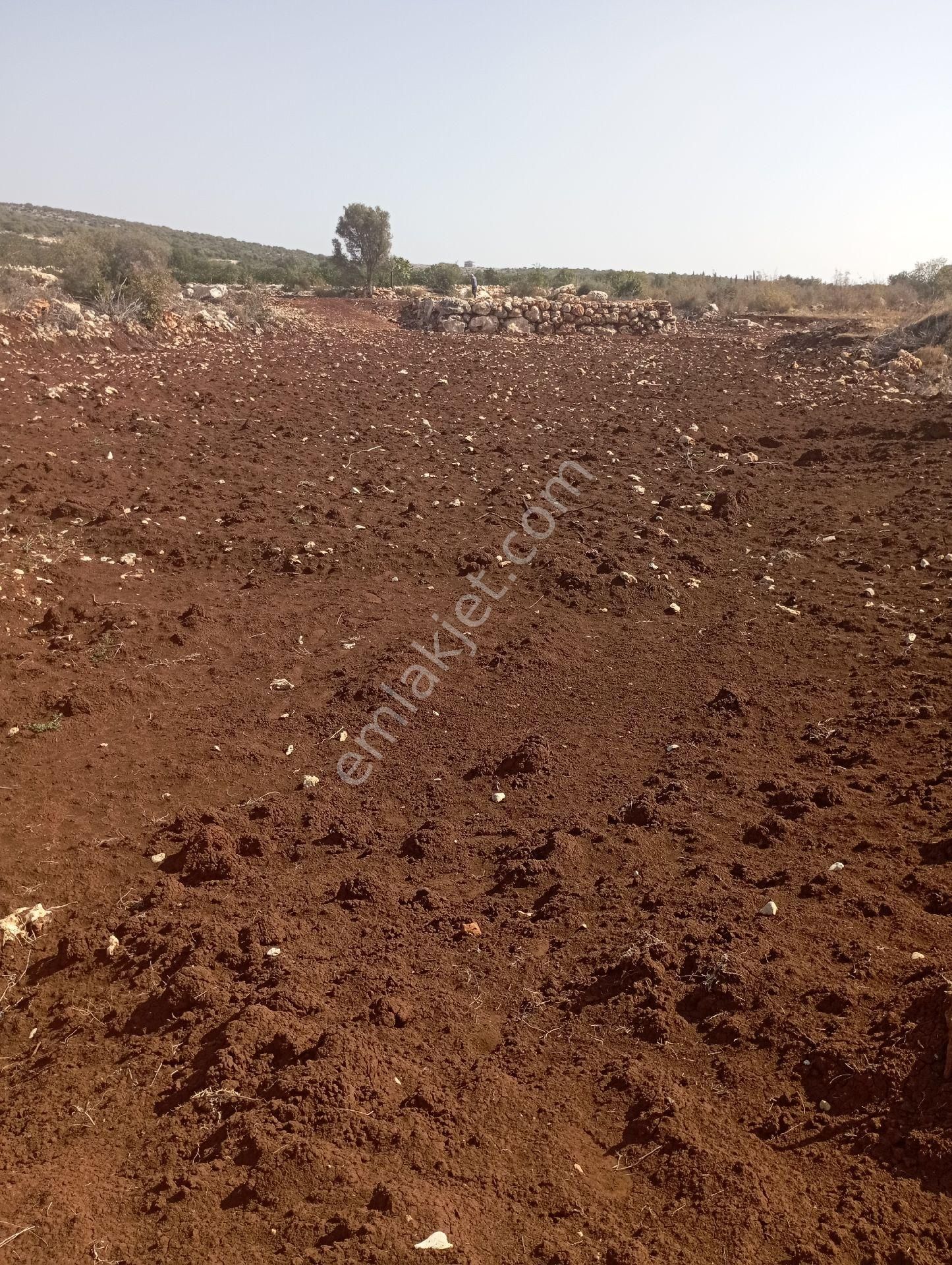 Ayaş Da 1500 M2 Ev Ve Bahçelik Toprak İmarlı Tarla Erdemli - Görsel 7