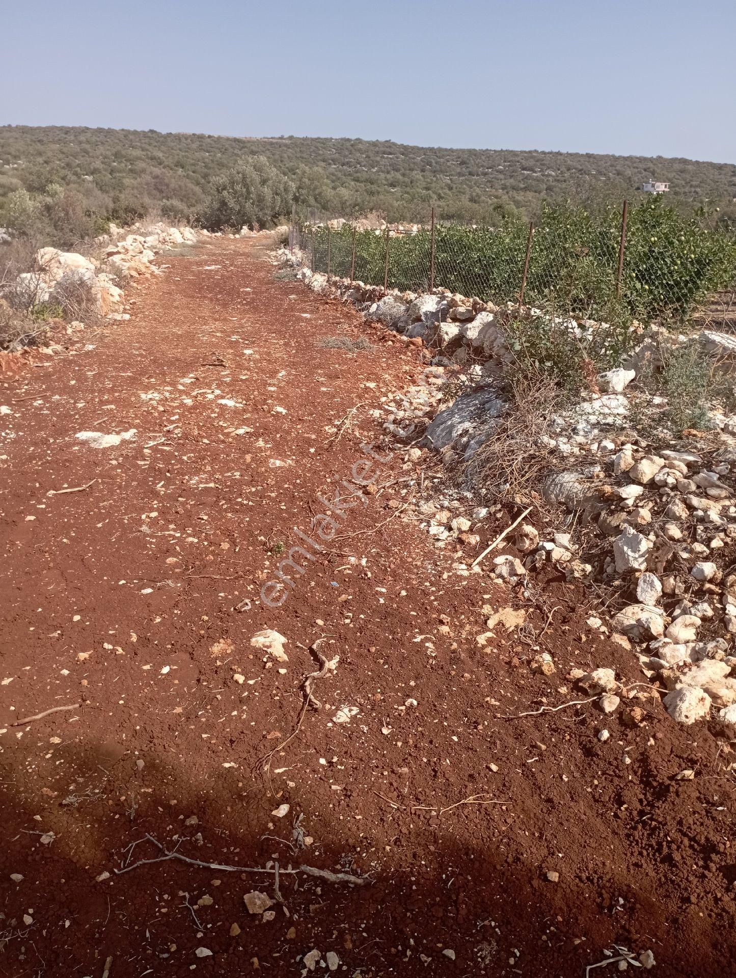 Ayaş Da 1500 M2 Ev Ve Bahçelik Toprak İmarlı Tarla Erdemli - Görsel 4