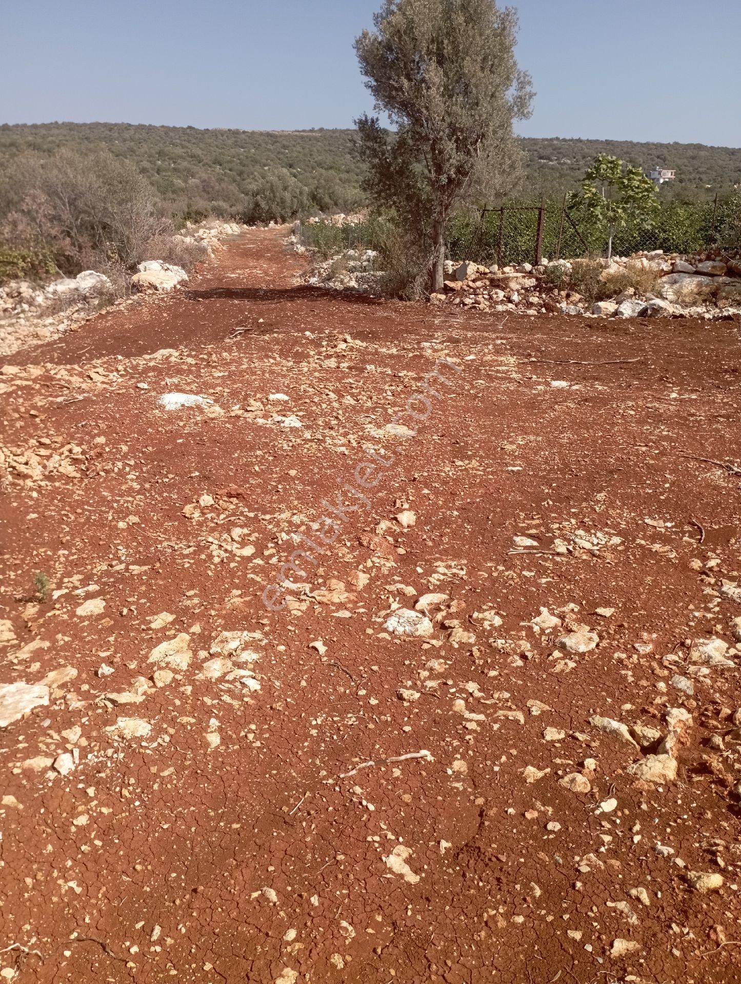 Ayaş Da 1500 M2 Ev Ve Bahçelik Toprak İmarlı Tarla Erdemli - Görsel 14