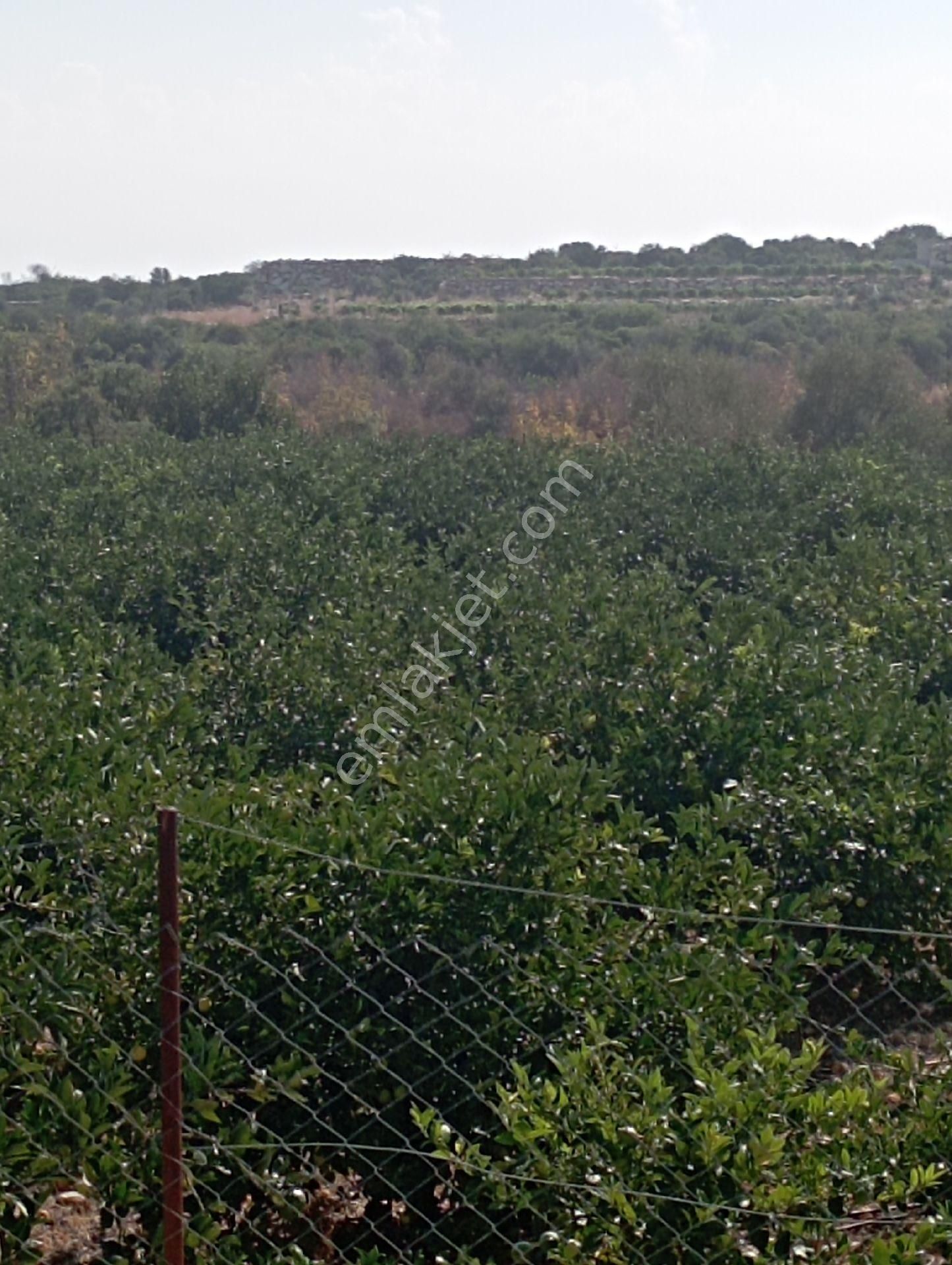 Ayaş Da 1500 M2 Ev Ve Bahçelik Toprak İmarlı Tarla Erdemli - Görsel 22