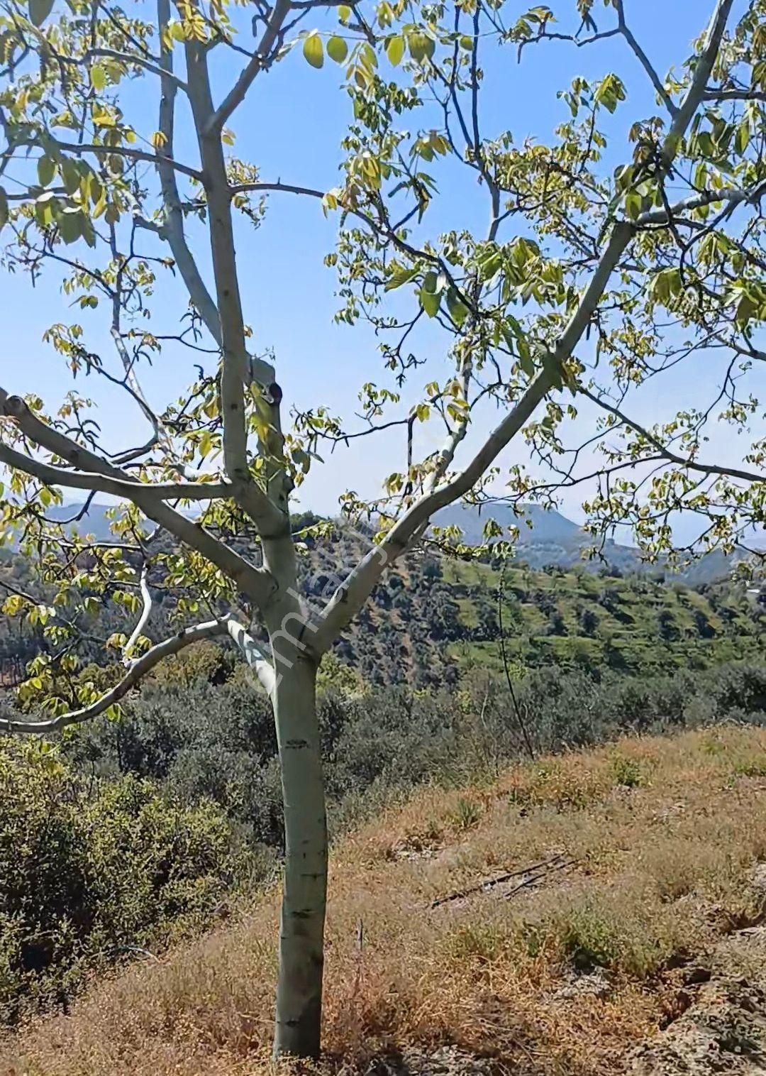 Selçuk Şirince Satılık Tarla  ŞİRİNCE KÖYÜ ELEMENİÇİ MEVKİİNDE 1793 METRE KARE CEVİZ BAHÇESİ.(TOTAL KULLANIM ALANI 2100 M KARE)