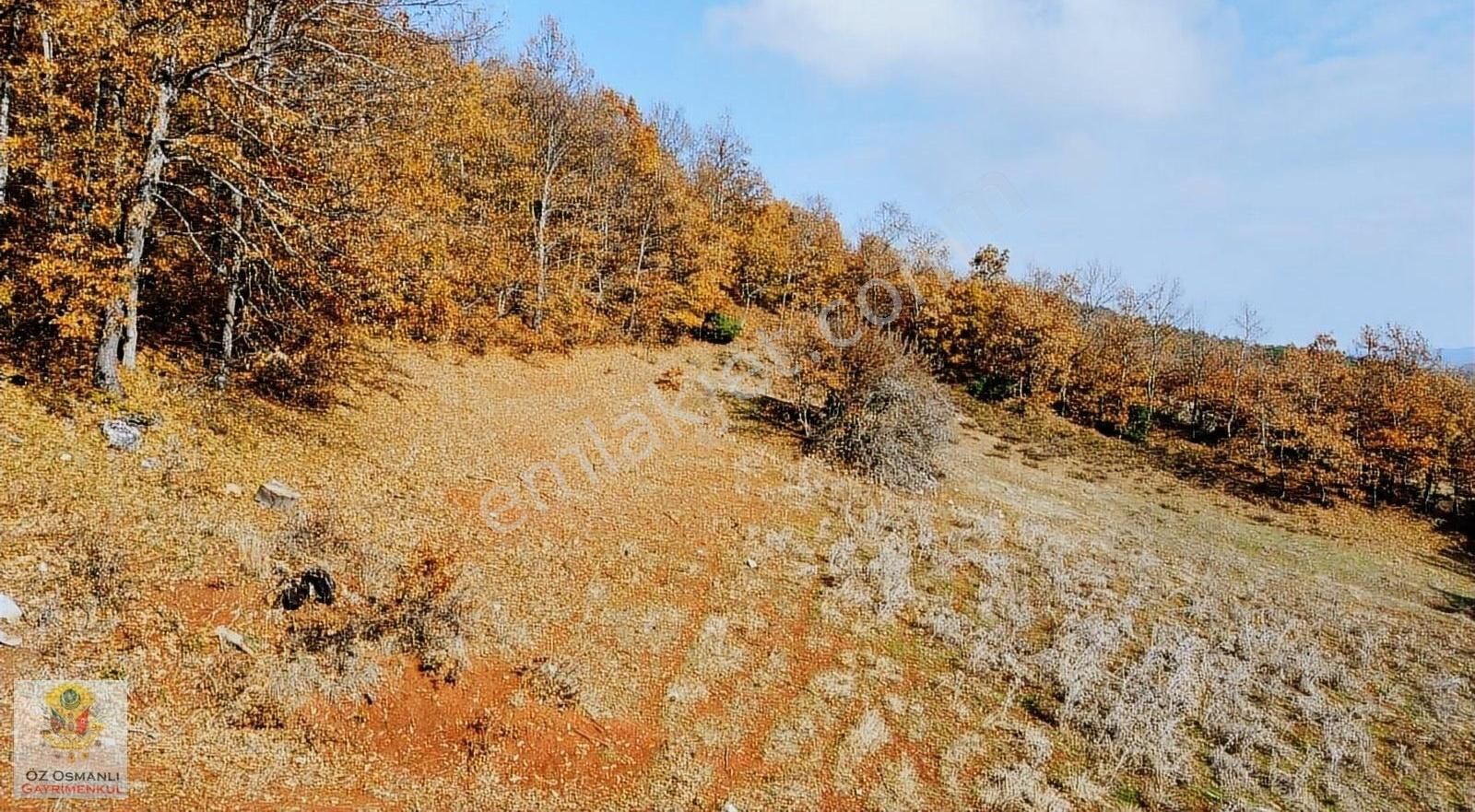 Osmaneli Oğulpaşa Köyü (Merkez) Satılık Tarla 5.872 M2 UYGUN FİYATLI DOĞA İÇİ SATILIK TARLA