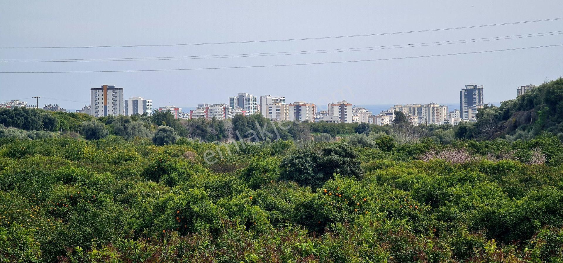 Mezitli Eski Mezitli Satılık Tarla Mersin Eski Mezitli Bahçeşehir Kolejinin Ön Tarafı Yatırımlık Muhteşem Bahçe 5650m2 Elktrk Su Mevcut