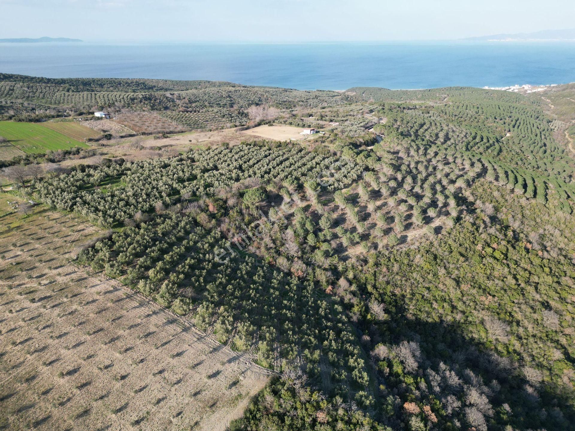 Mudanya Mesudiye Satılık Zeytinlik  MESUDİYE' DE RESMİ YOLA 1 PARSEL SATILIK BAKIMLI ARAZİ