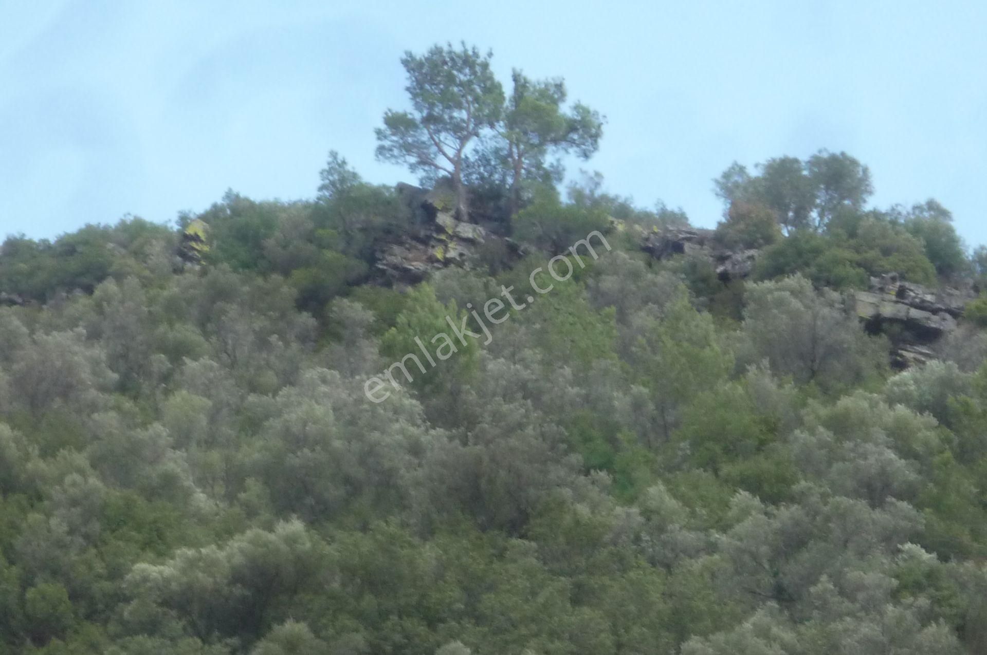 İzmir Torbalı Gold Emlakta Bayındırda Satılık Zeytinlik - Görsel 2