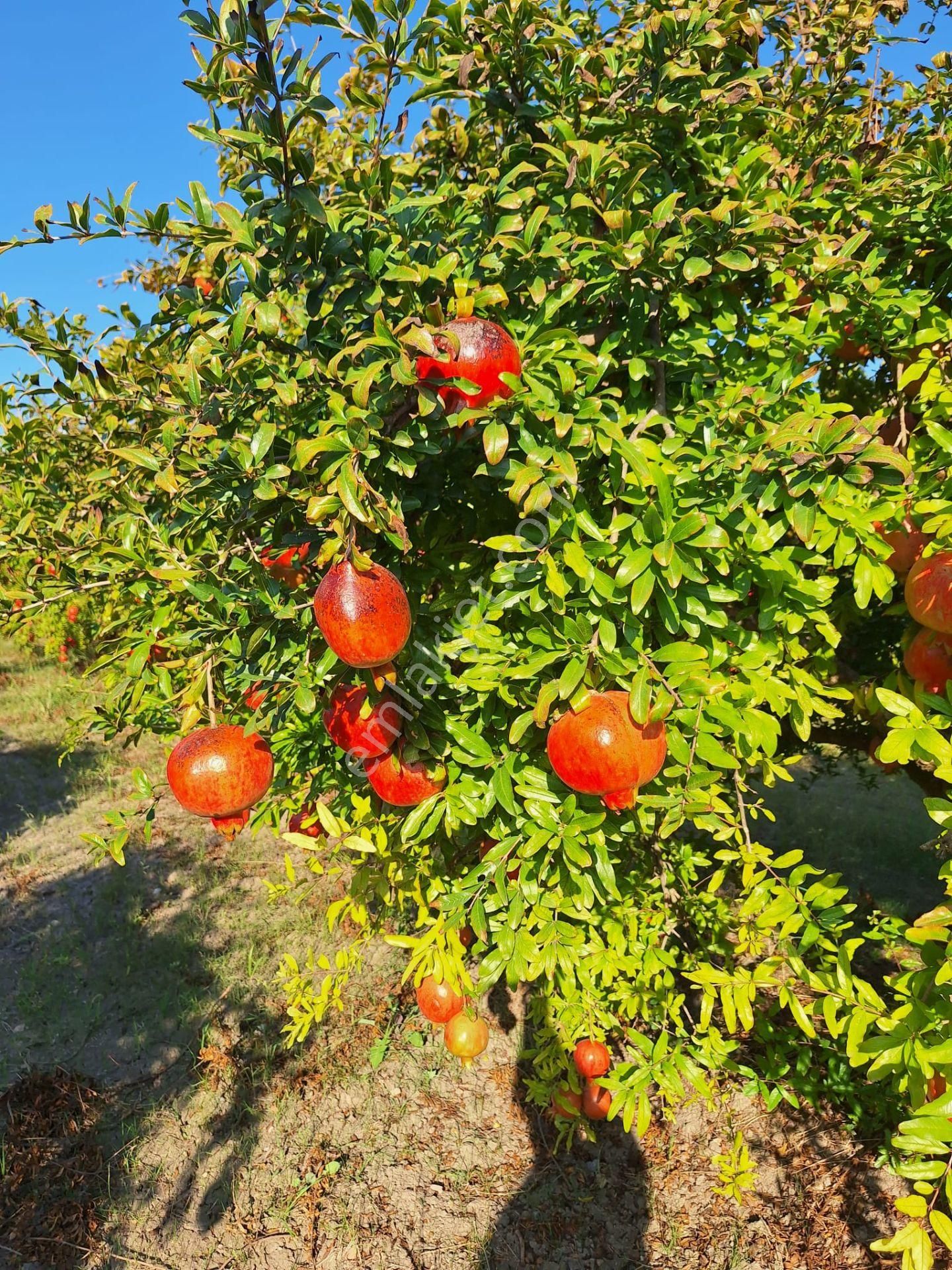 Ortaca Mergenlide 9831 M2 Hisseli Nar Tarlası Satılık - Görsel 7
