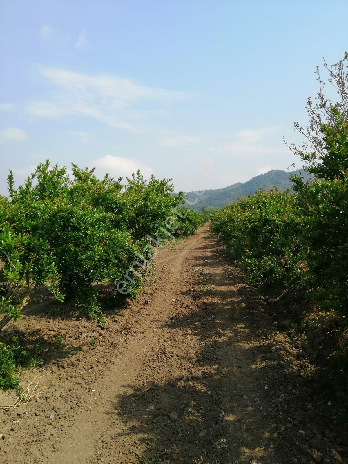 Ortaca Mergenlide 9831 M2 Hisseli Nar Tarlası Satılık - Görsel 2