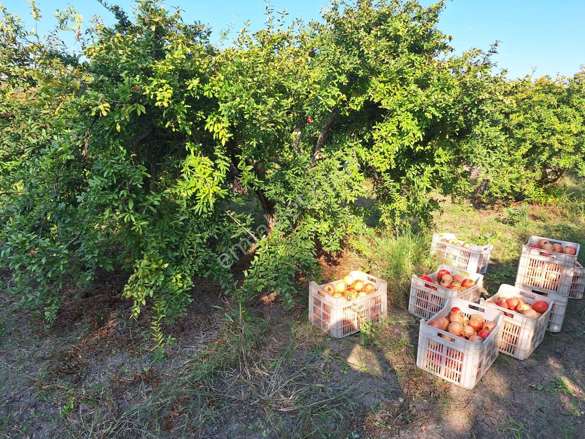 Ortaca Mergenli Satılık Tarla  Ortaca Mergenlide 9831 m2 Hisseli Nar Tarlası Satılık