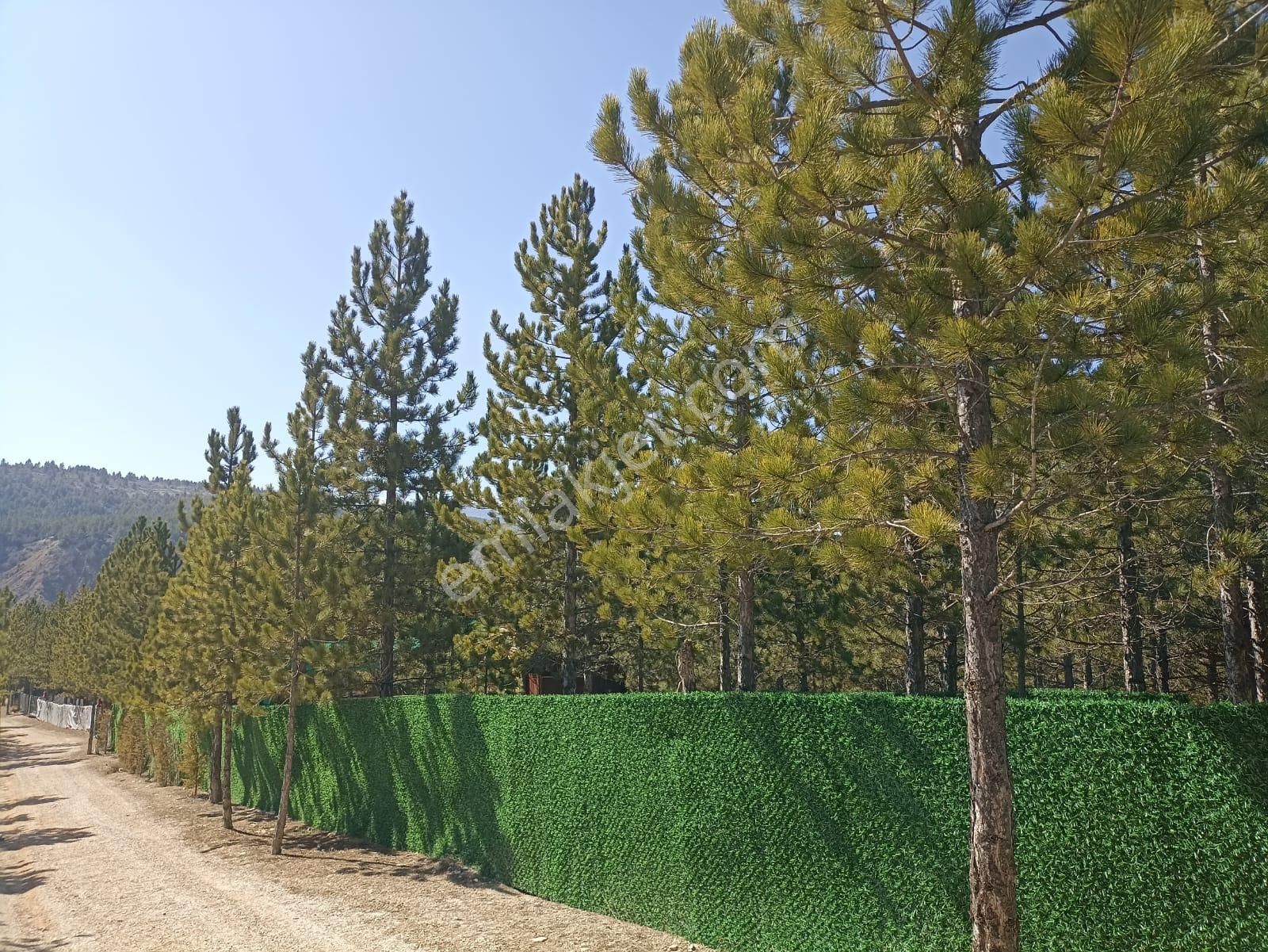 Şehre Yakın Çam Ağaçları İçerisinde Suyu Olan Muhteşem Bahçeler... - Görsel 2