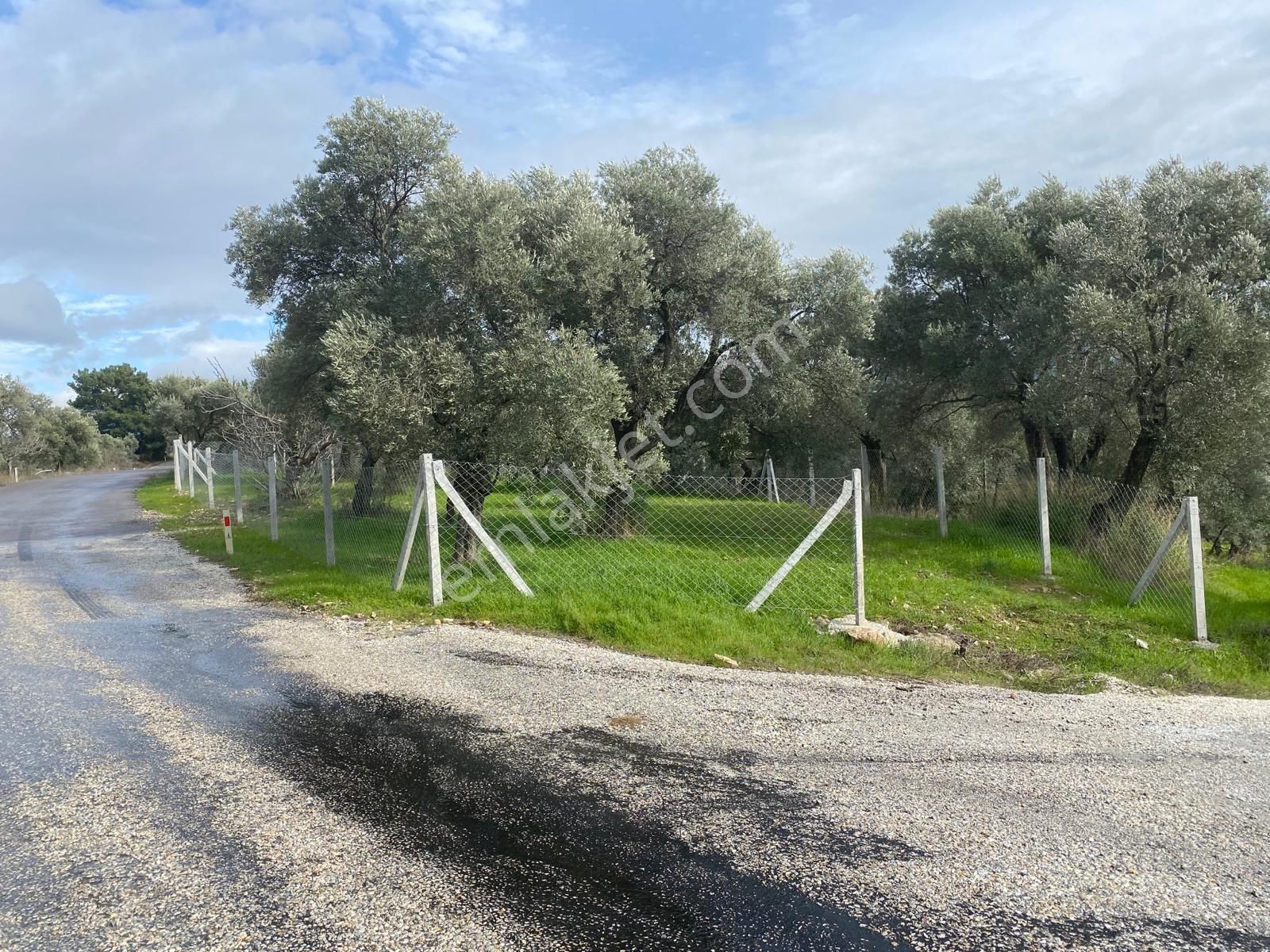 Torbalı Çakırbeyli Satılık Zeytinlik YATIRIMA UYGUN KEMALPAŞA YEŞİL KÖYDE ASVALT YOLA SIFIR MÜKEMMEL KONUMDA TAPULU 230 METRE 