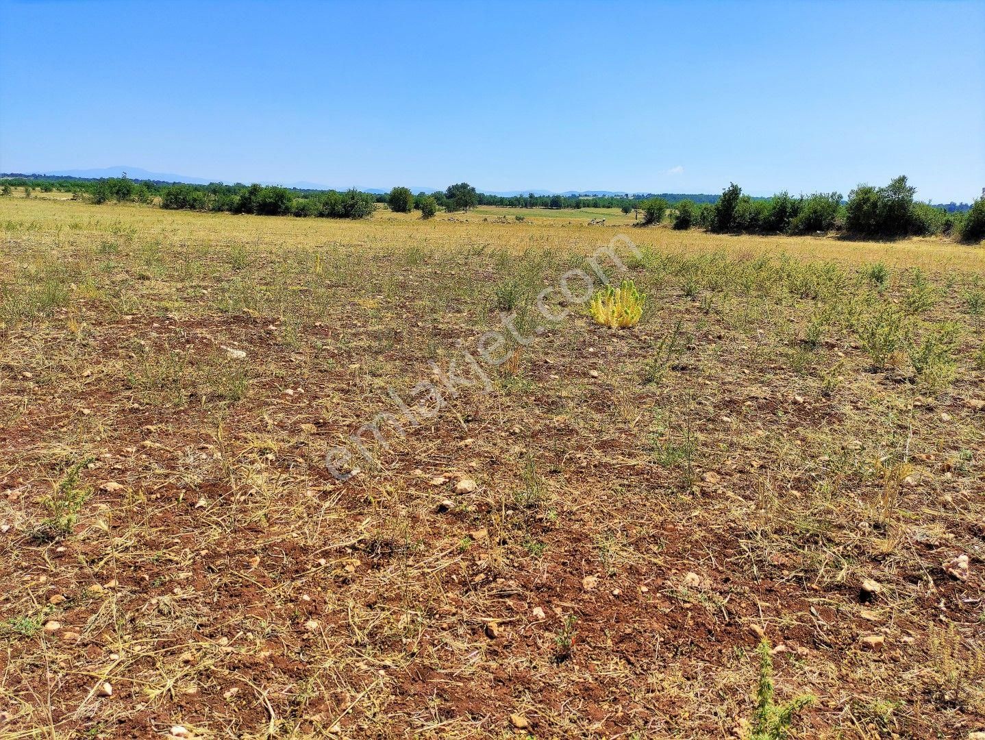 Kula Encekler Satılık Tarla Kula'da Satılık 14250 M2 Tarla