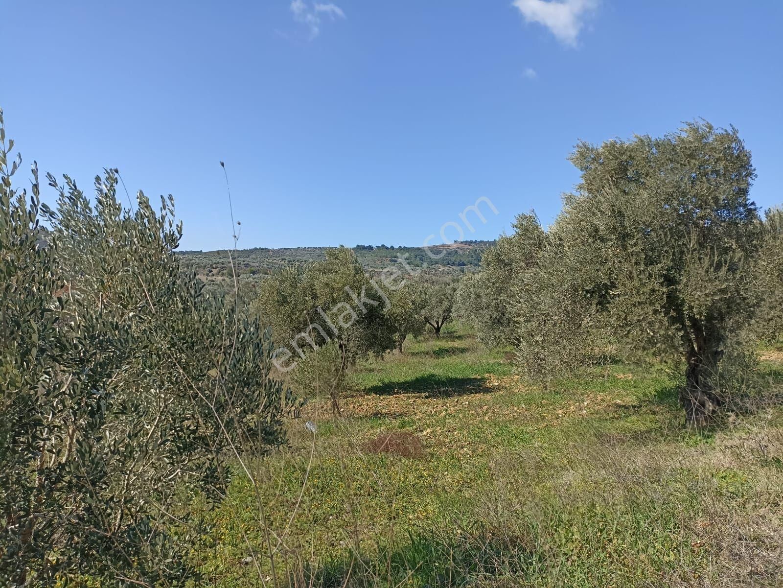 İzmir Torbalı Saipler Köyünde Satılık Zeytinlik - Görsel 17