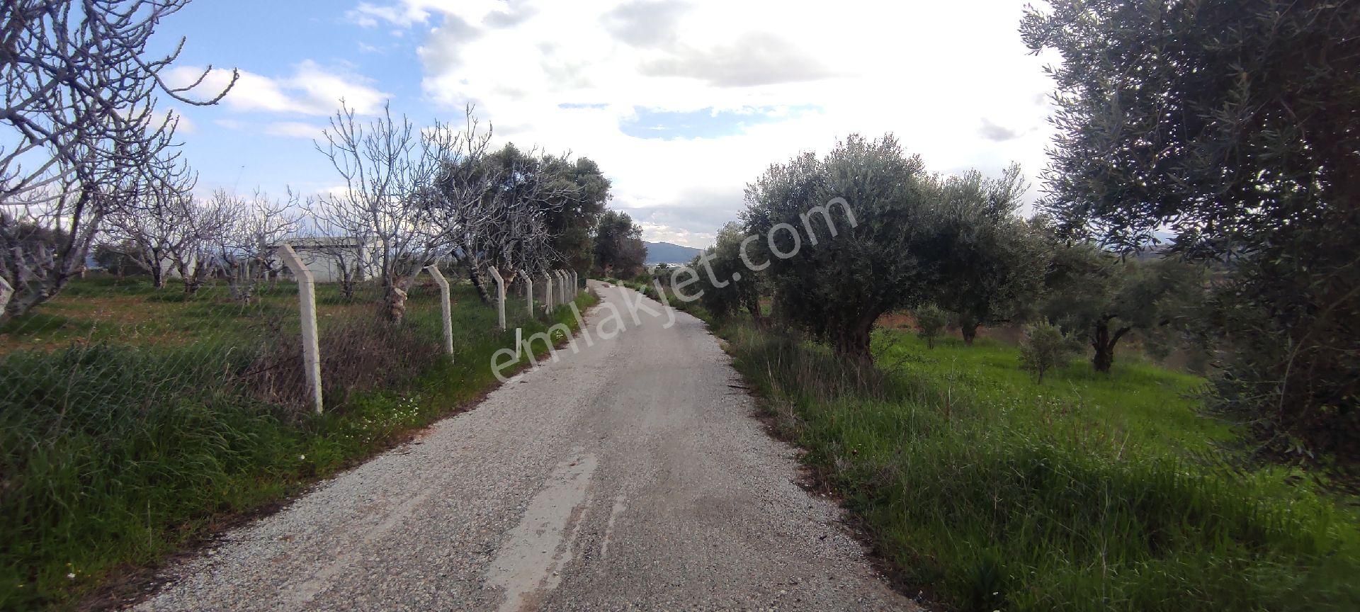 İzmir Torbalı Saipler Köyünde Satılık Zeytinlik - Görsel 7