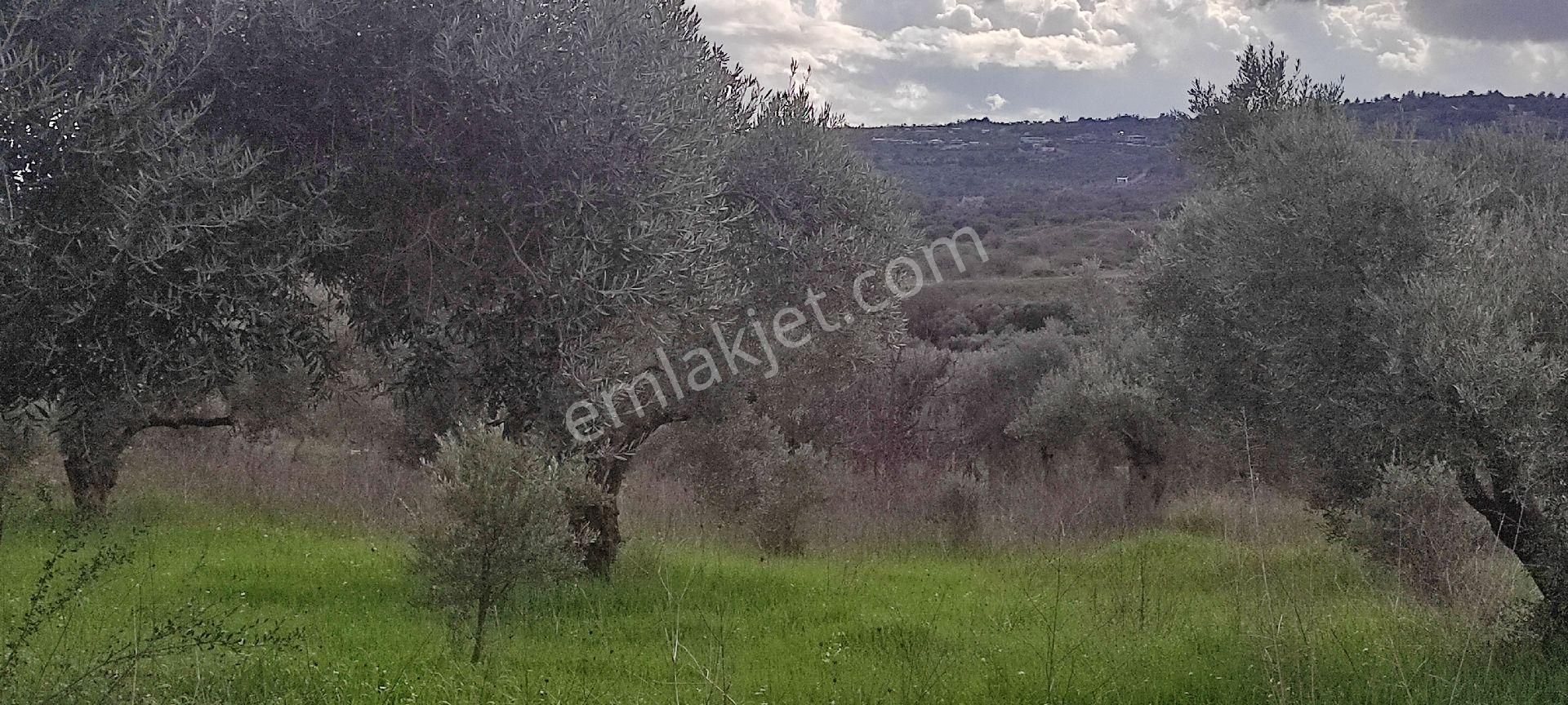 İzmir Torbalı Saipler Köyünde Satılık Zeytinlik - Görsel 10