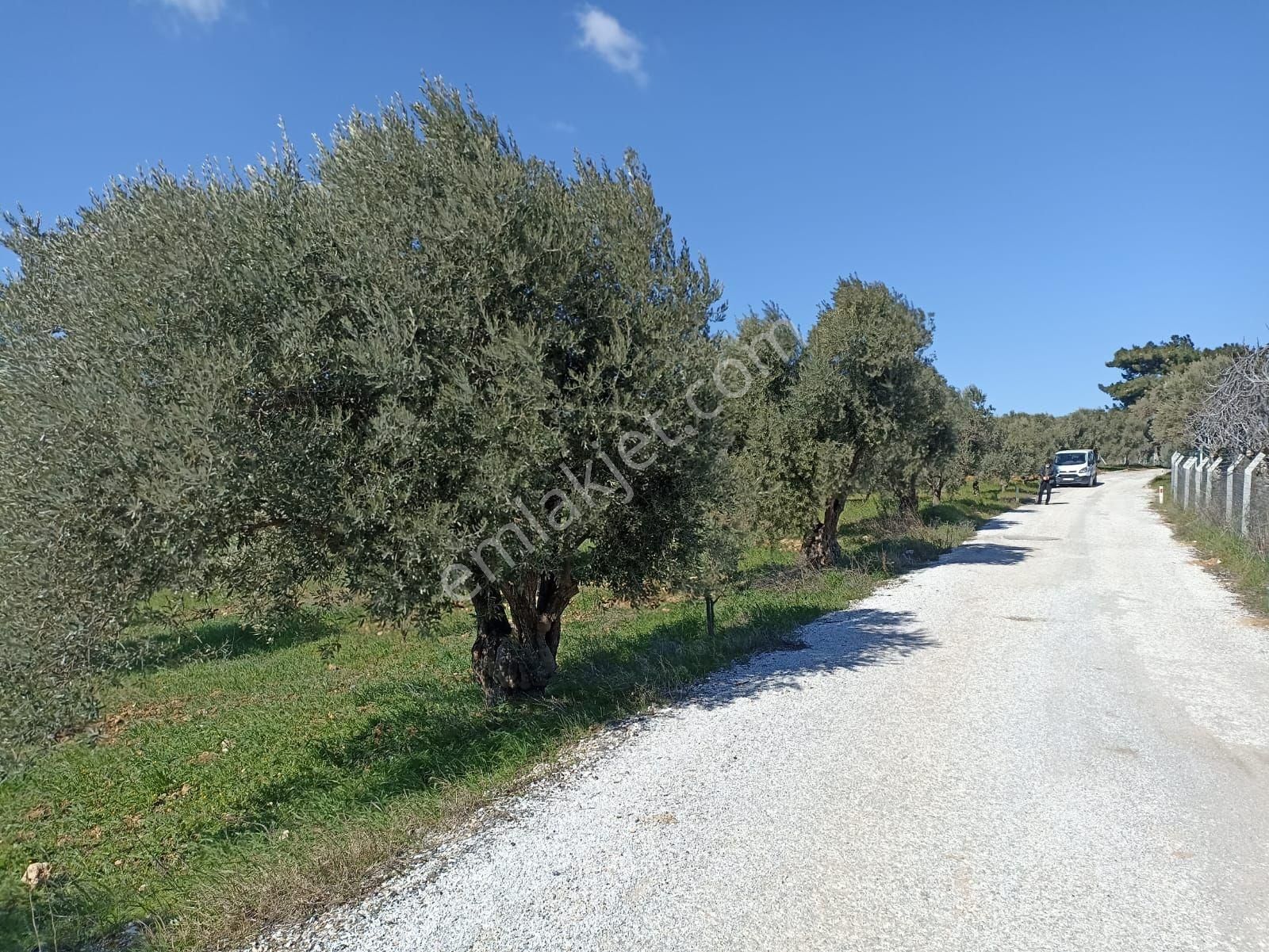 İzmir Torbalı Saipler Köyünde Satılık Zeytinlik - Görsel 19