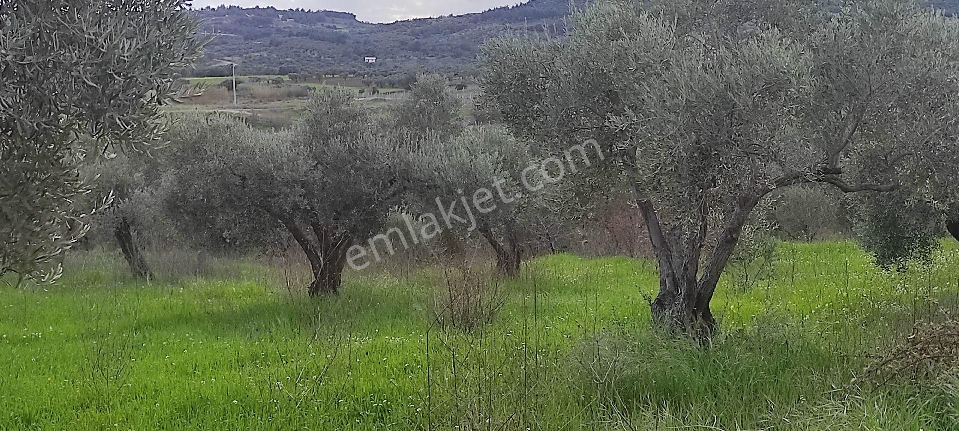 İzmir Torbalı Saipler Köyünde Satılık Zeytinlik - Görsel 15