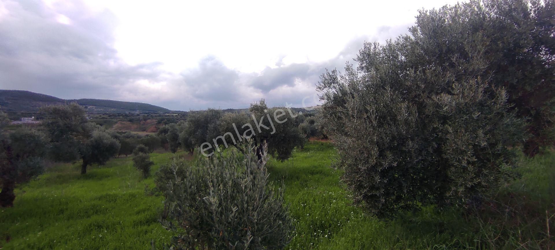 İzmir Torbalı Saipler Köyünde Satılık Zeytinlik - Görsel 5