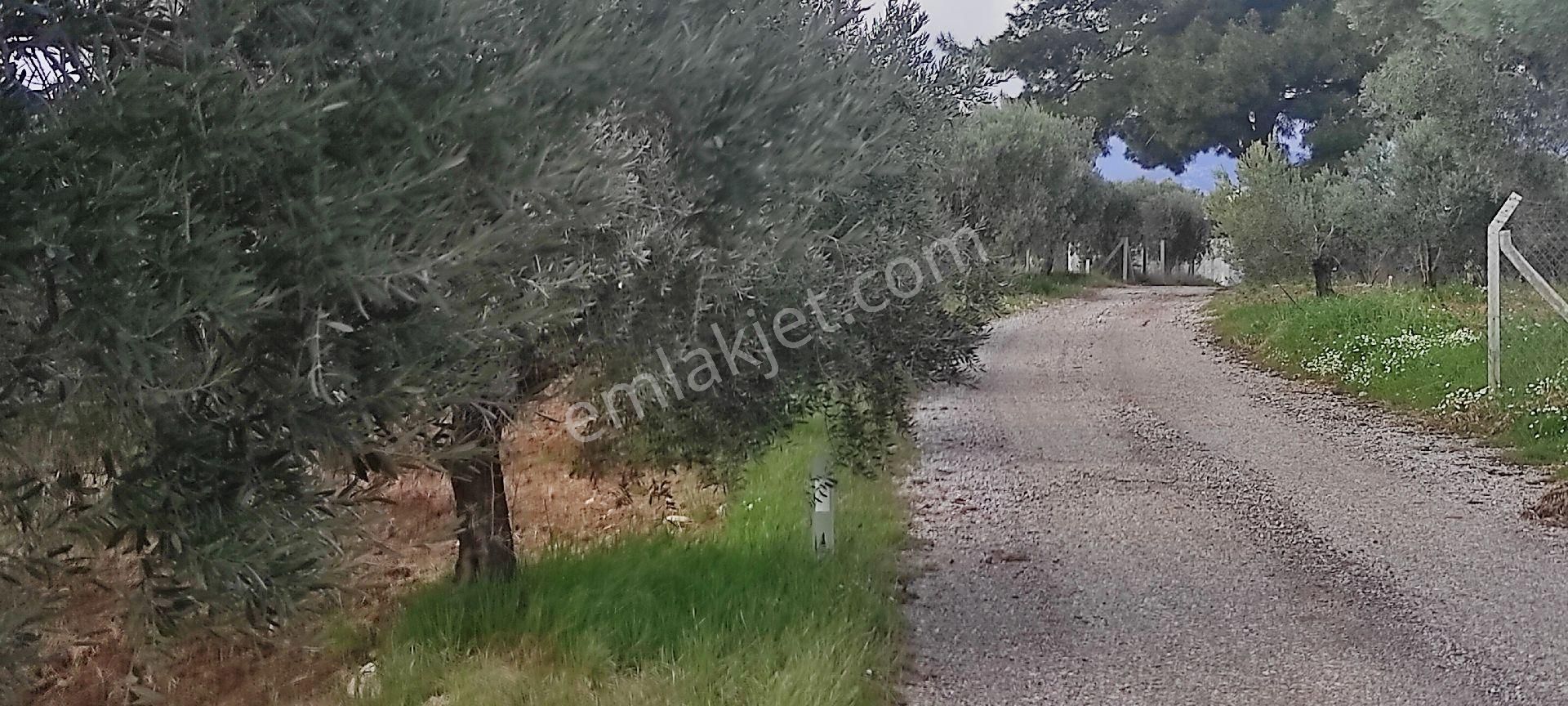 İzmir Torbalı Saipler Köyünde Satılık Zeytinlik - Görsel 14