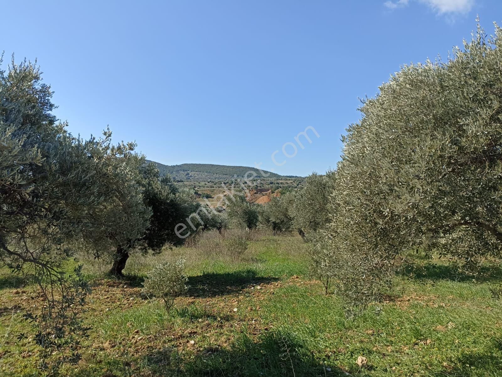 İzmir Torbalı Saipler Köyünde Satılık Zeytinlik - Görsel 20