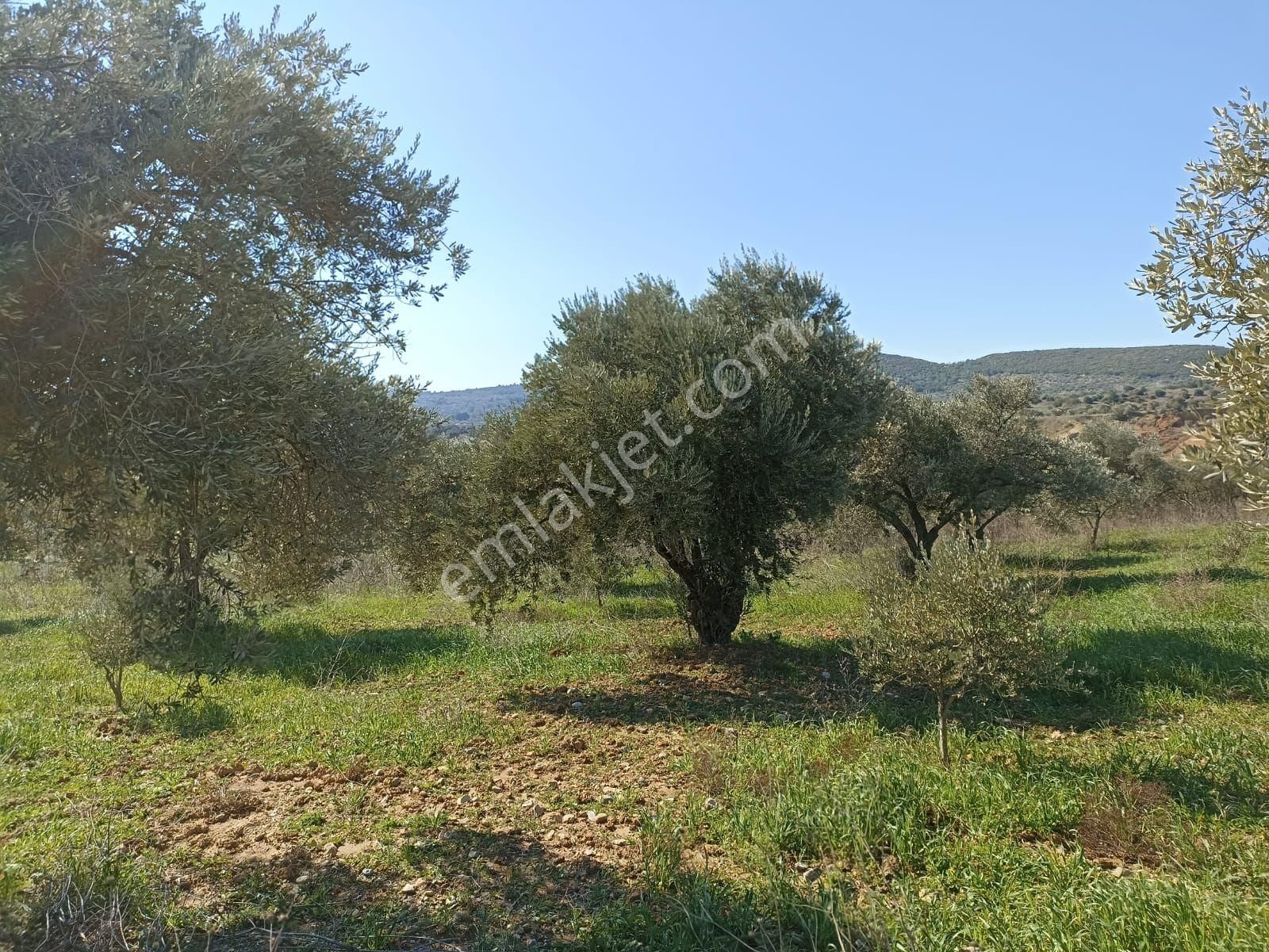 İzmir Torbalı Saipler Köyünde Satılık Zeytinlik - Görsel 21