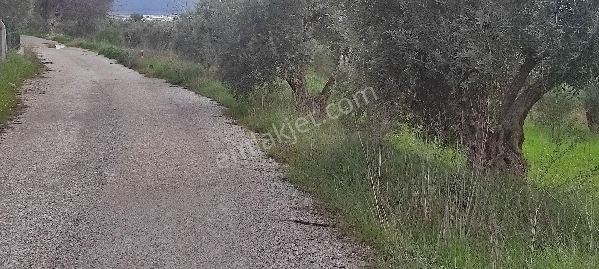 İzmir Torbalı Saipler Köyünde Satılık Zeytinlik - Görsel 12