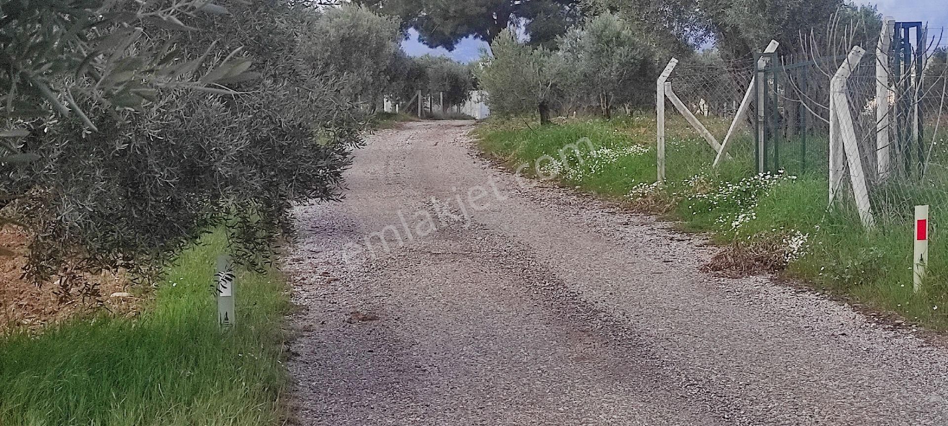 İzmir Torbalı Saipler Köyünde Satılık Zeytinlik - Görsel 13