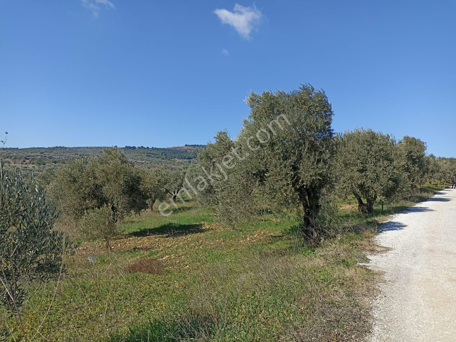 İzmir Torbalı Saipler Köyünde Satılık Zeytinlik - Görsel 16