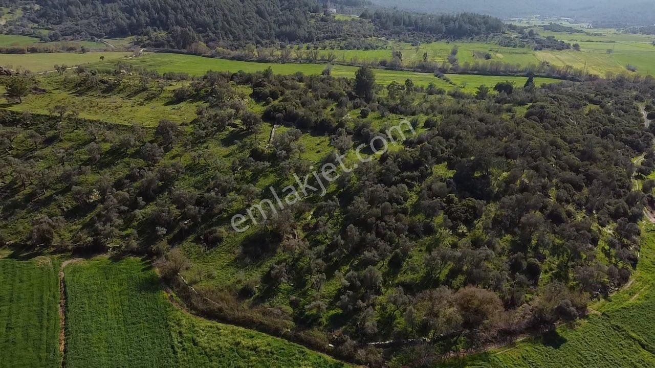 Milas Meşelik Satılık Tarla MUĞLA MİLAS MEŞELİK KÖYÜ ZEYTİNLİK