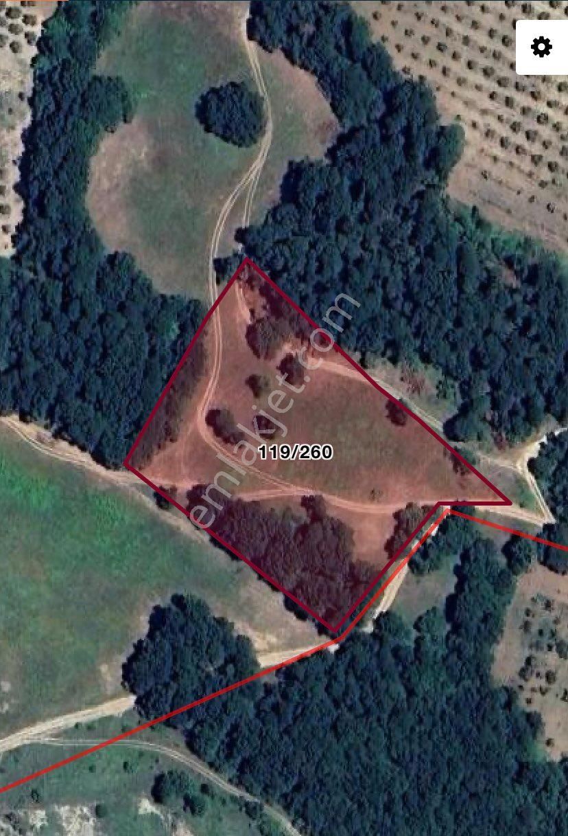 Saim Gencay Gayrimenkulden Gemlik Adliye Mevkii 3.113 M2 Satılık Zeytinlik - Görsel 2