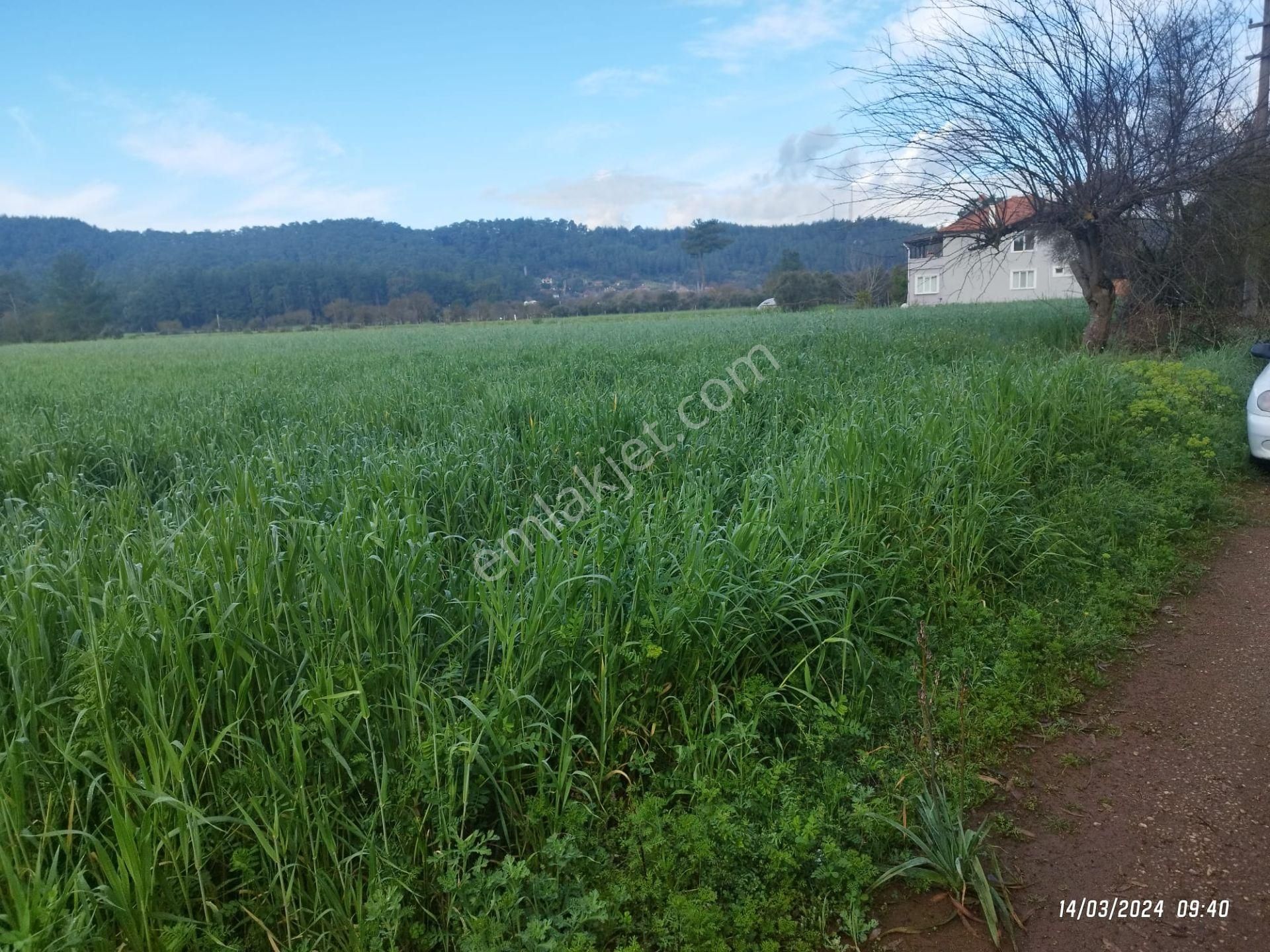 Ula Örnekköy Satılık Tarla DYK EMLAKTAN ULA ÖRNEKKÖY MAHALLESİNDE 4.500 M2 SATILIK TARLA.