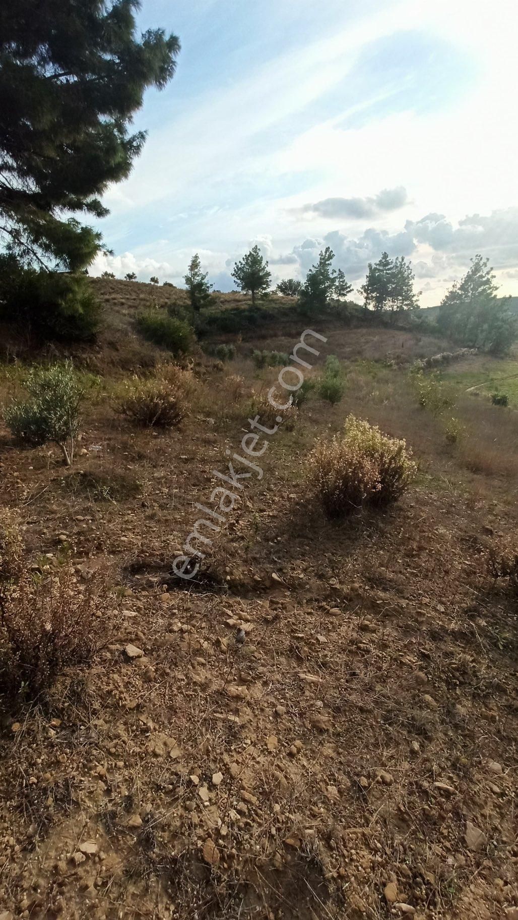 Aes Gayrimenkul’ Den Demirciler’de Satılık Tek Tapu Tarla - Görsel 5