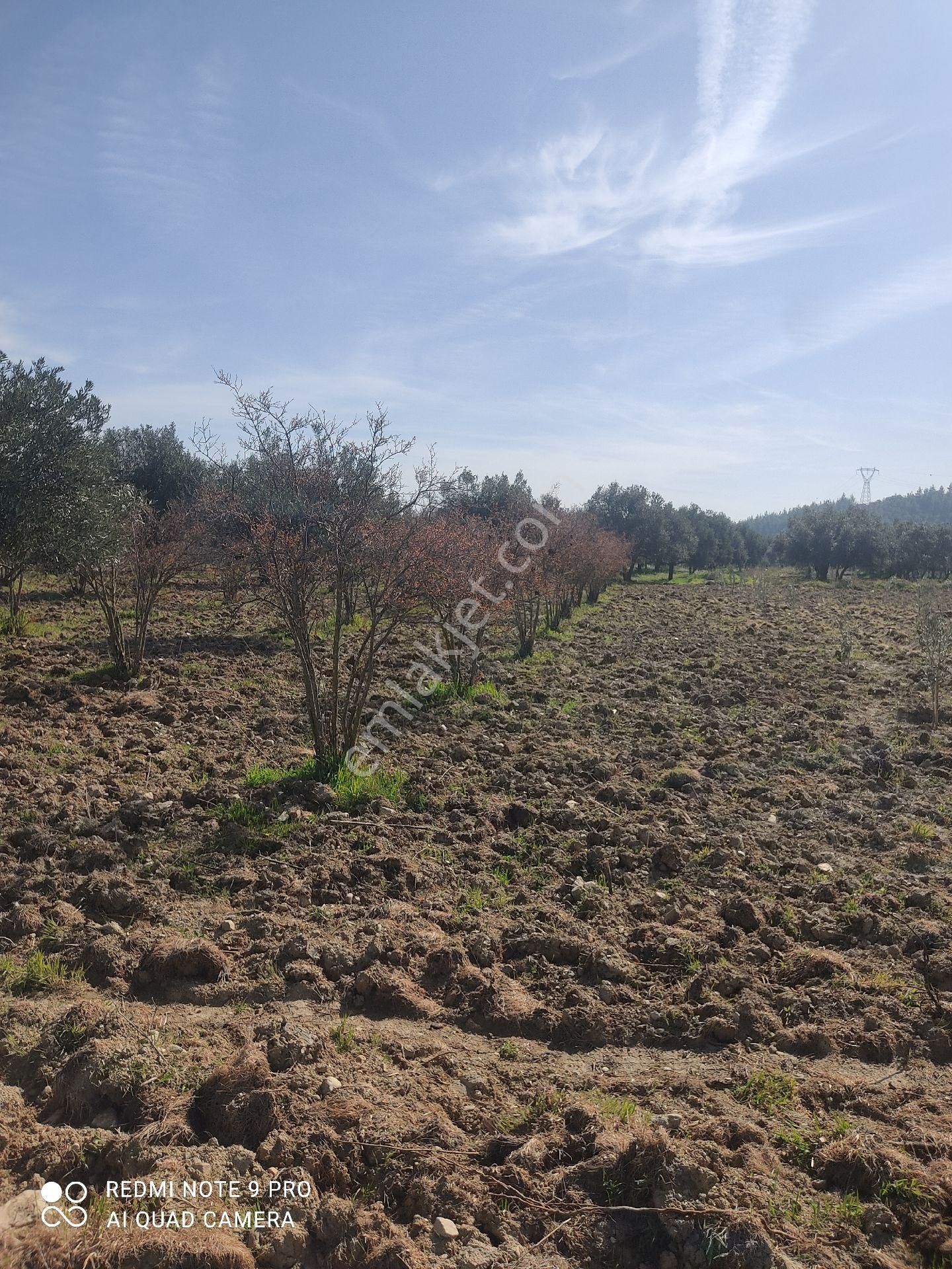 Kabaağaçta 4.400 M2 Yetişkin Zeytin Bahçesi Ve Nar Bahçesi - Görsel 5