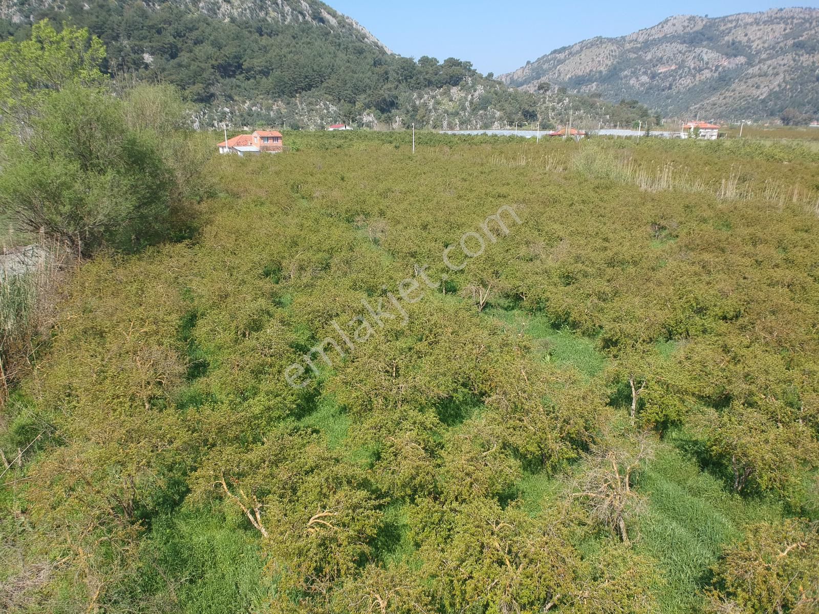 Ortaca Mergenlide 7989 M2 Nar Tarlası Satılık - Görsel 7