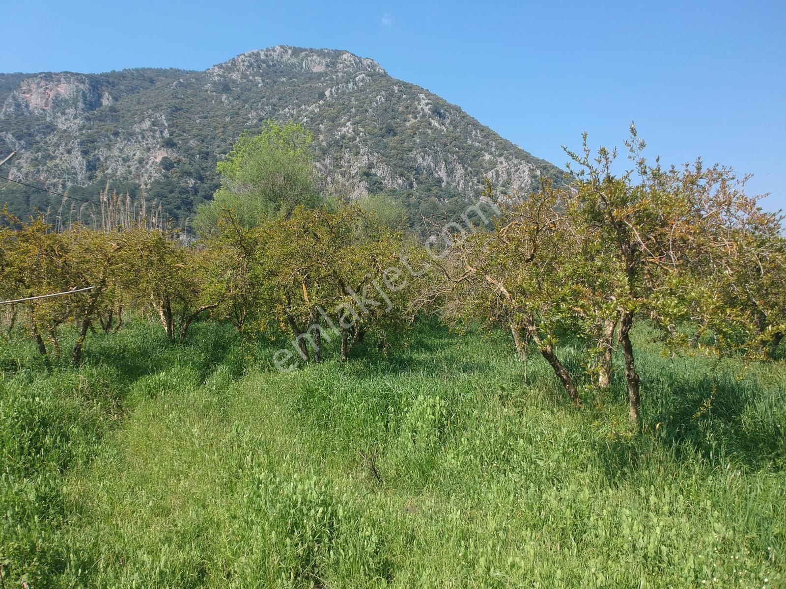 Ortaca Mergenlide 7989 M2 Nar Tarlası Satılık - Görsel 2