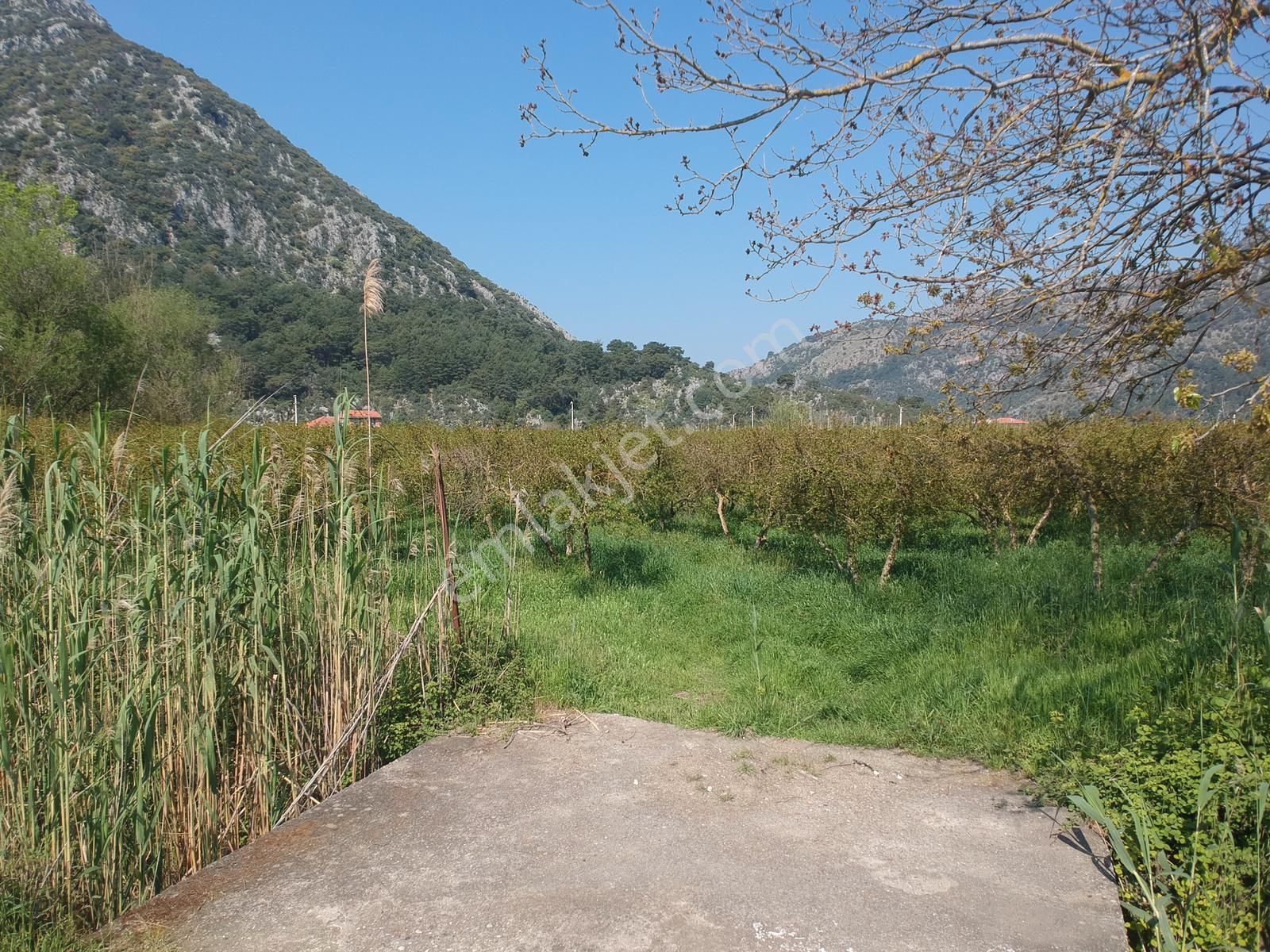 Ortaca Mergenlide 7989 M2 Nar Tarlası Satılık - Görsel 3