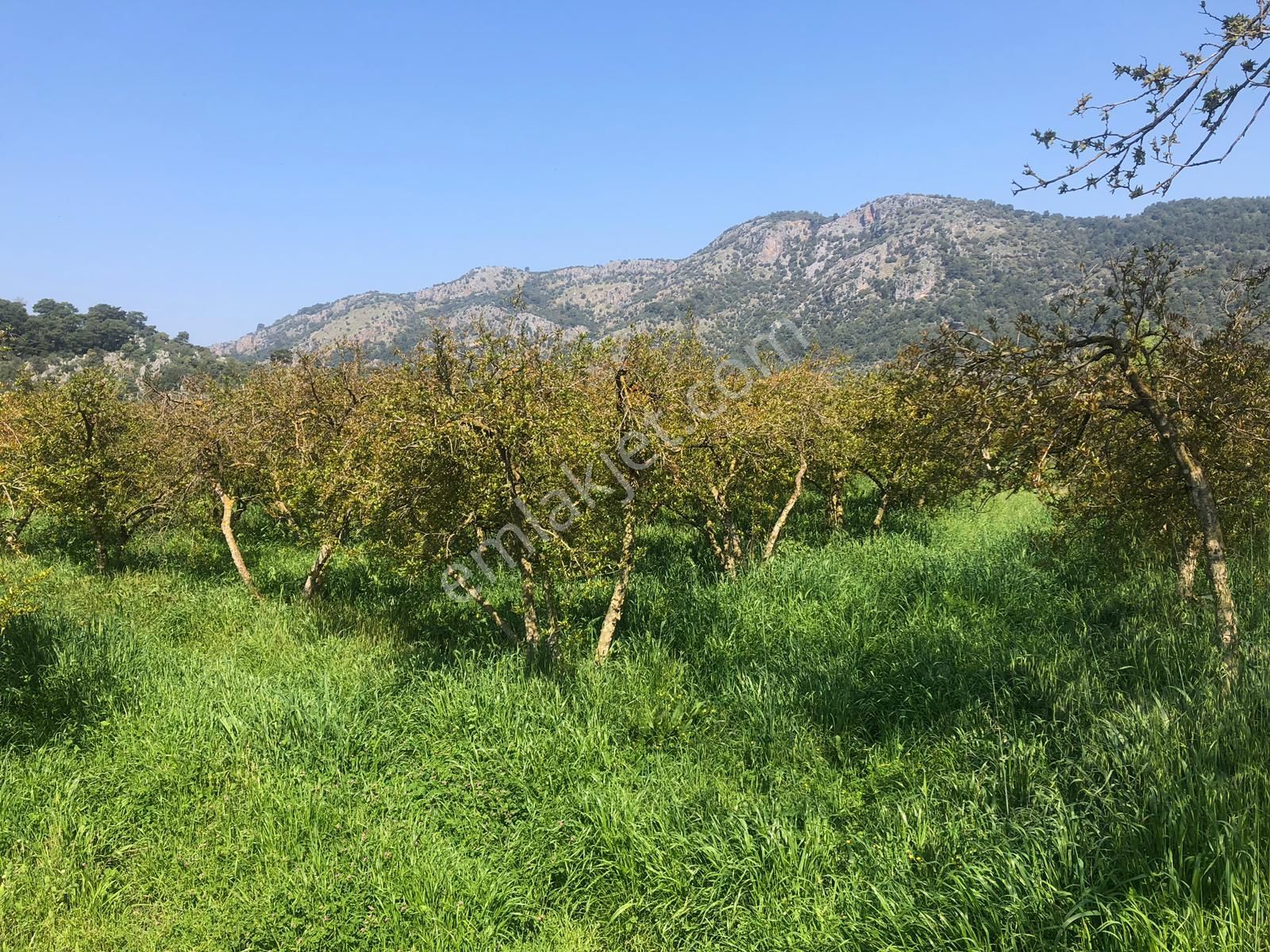 Ortaca Mergenlide 7989 M2 Nar Tarlası Satılık - Görsel 4