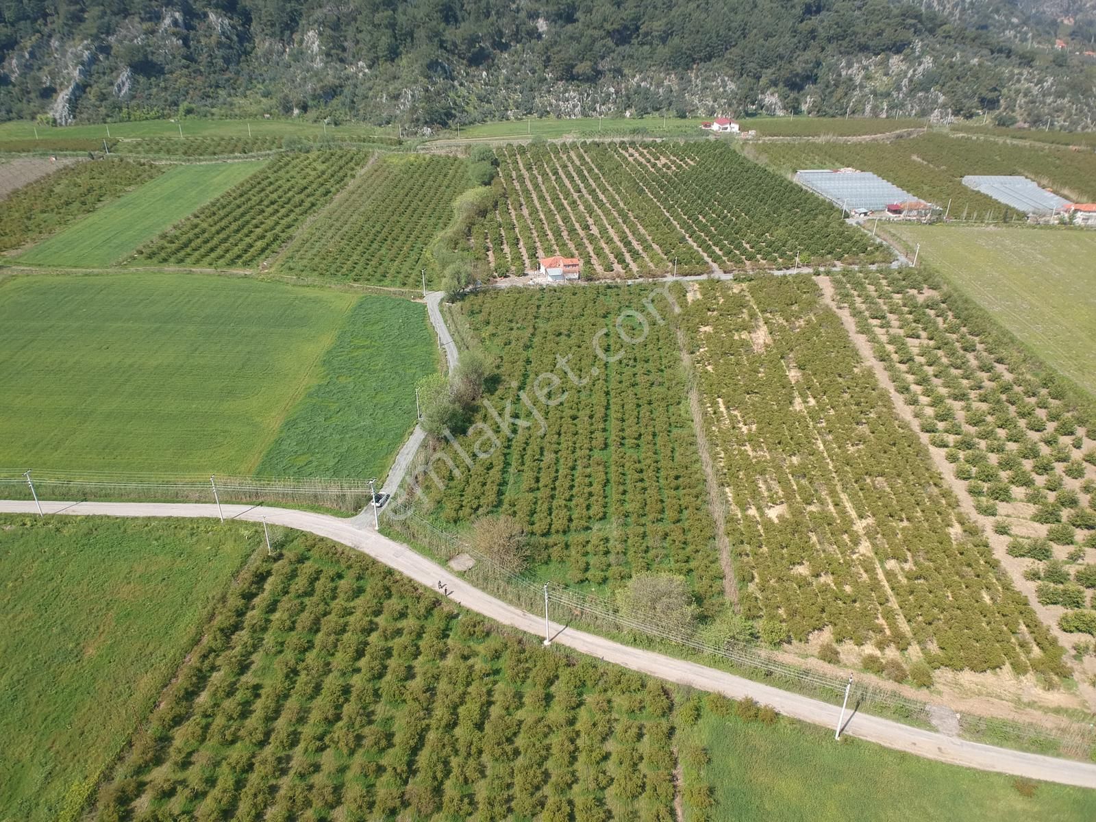 Ortaca Mergenlide 7989 M2 Nar Tarlası Satılık - Görsel 6