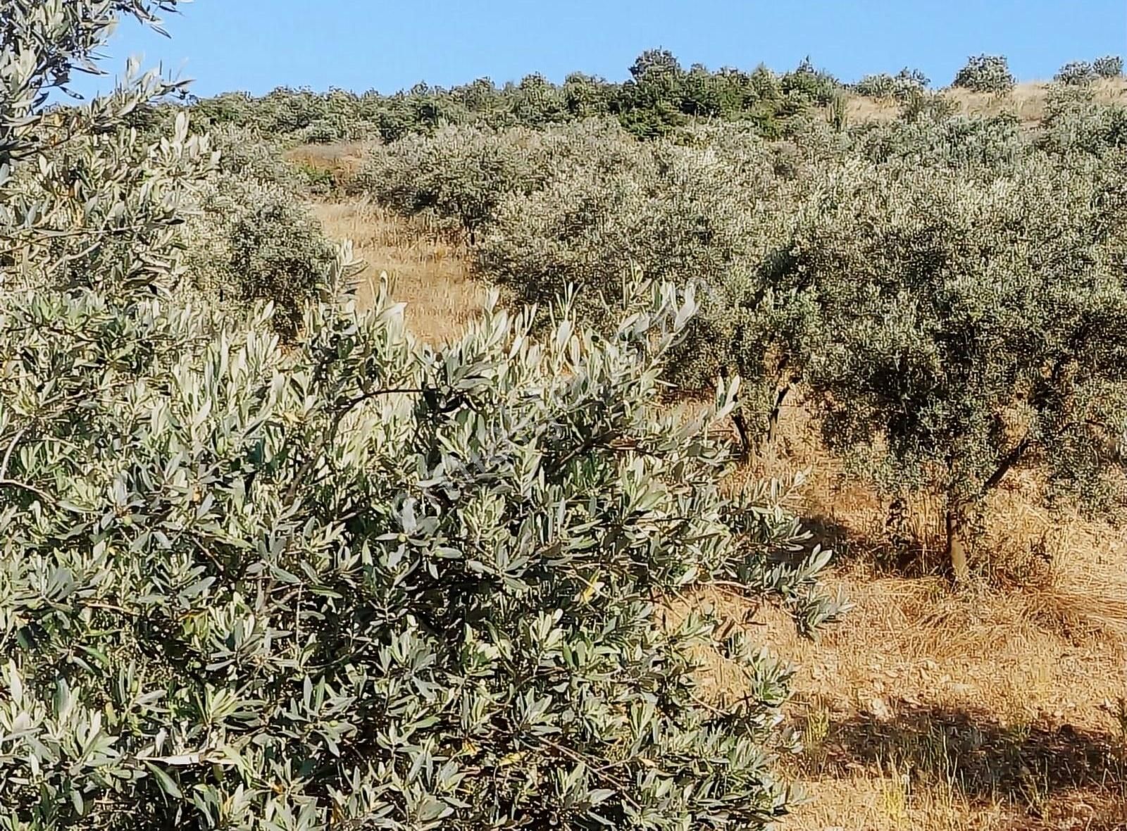 Salihli Mithatpaşa Satılık Zeytinlik Salihli Beşyol Emlaktan Satılık 17 Dönüm Zeytinlik