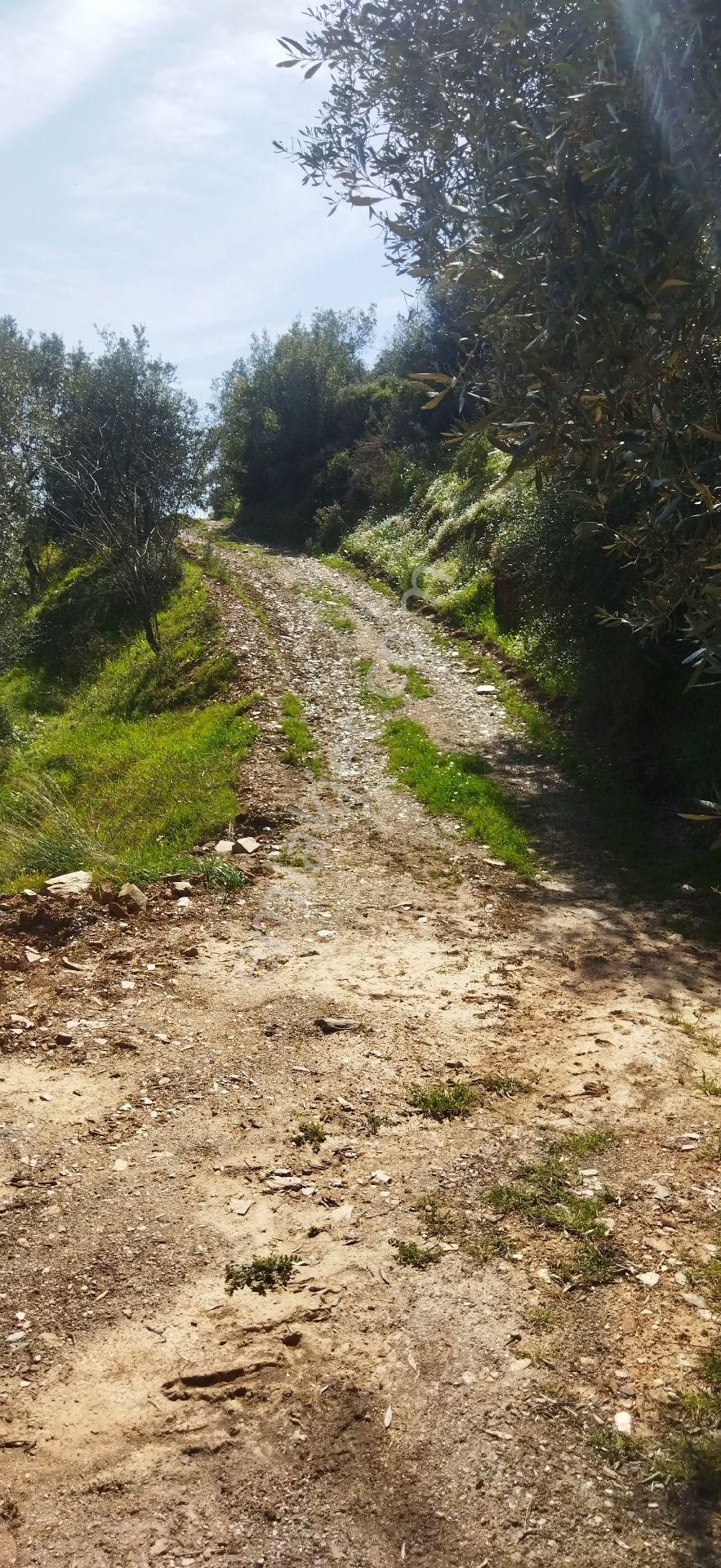 Bayındır Yakapınar Mahallesinde Zeytinlik Satılıktır - Görsel 12