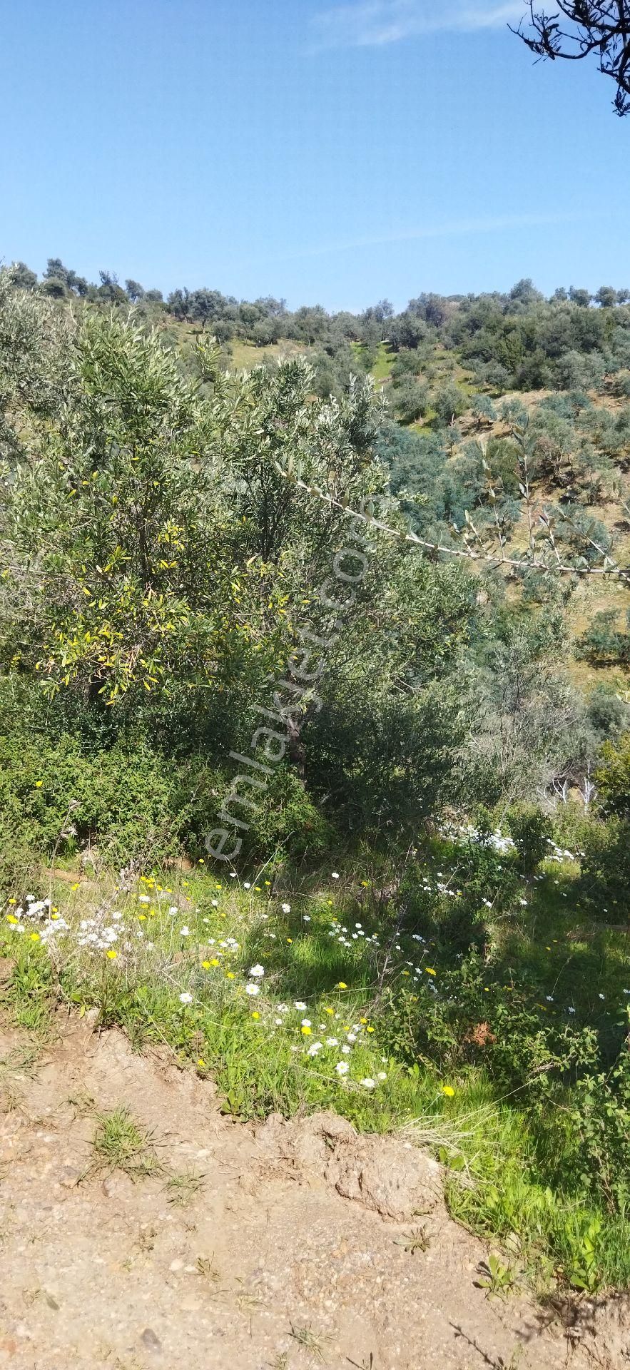 Bayındır Yakapınar Mahallesinde Zeytinlik Satılıktır - Görsel 14