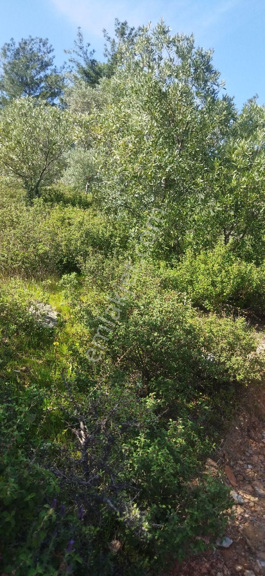 Bayındır Yakapınar Mahallesinde Zeytinlik Satılıktır - Görsel 3